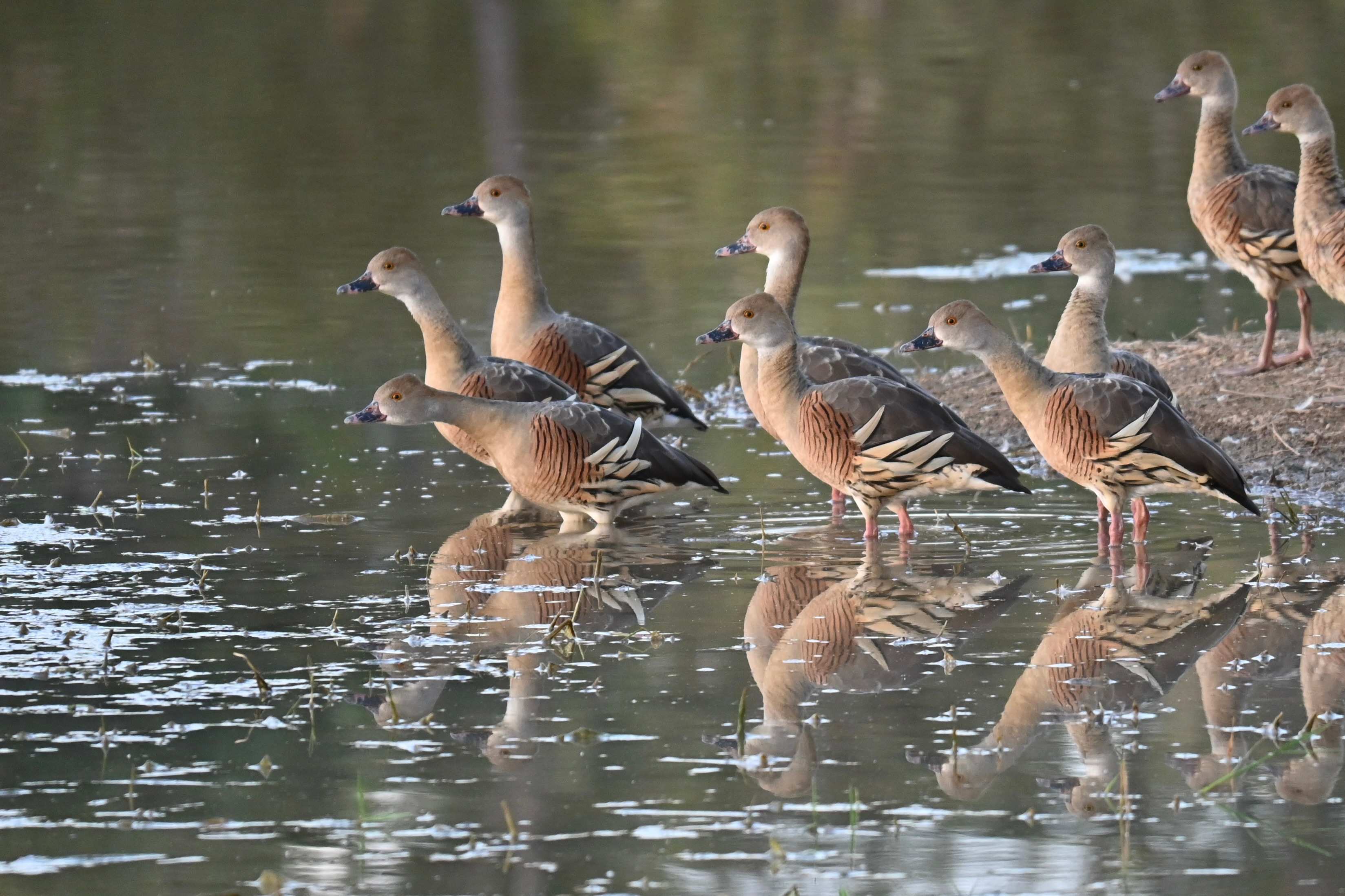 Ducks on the dam