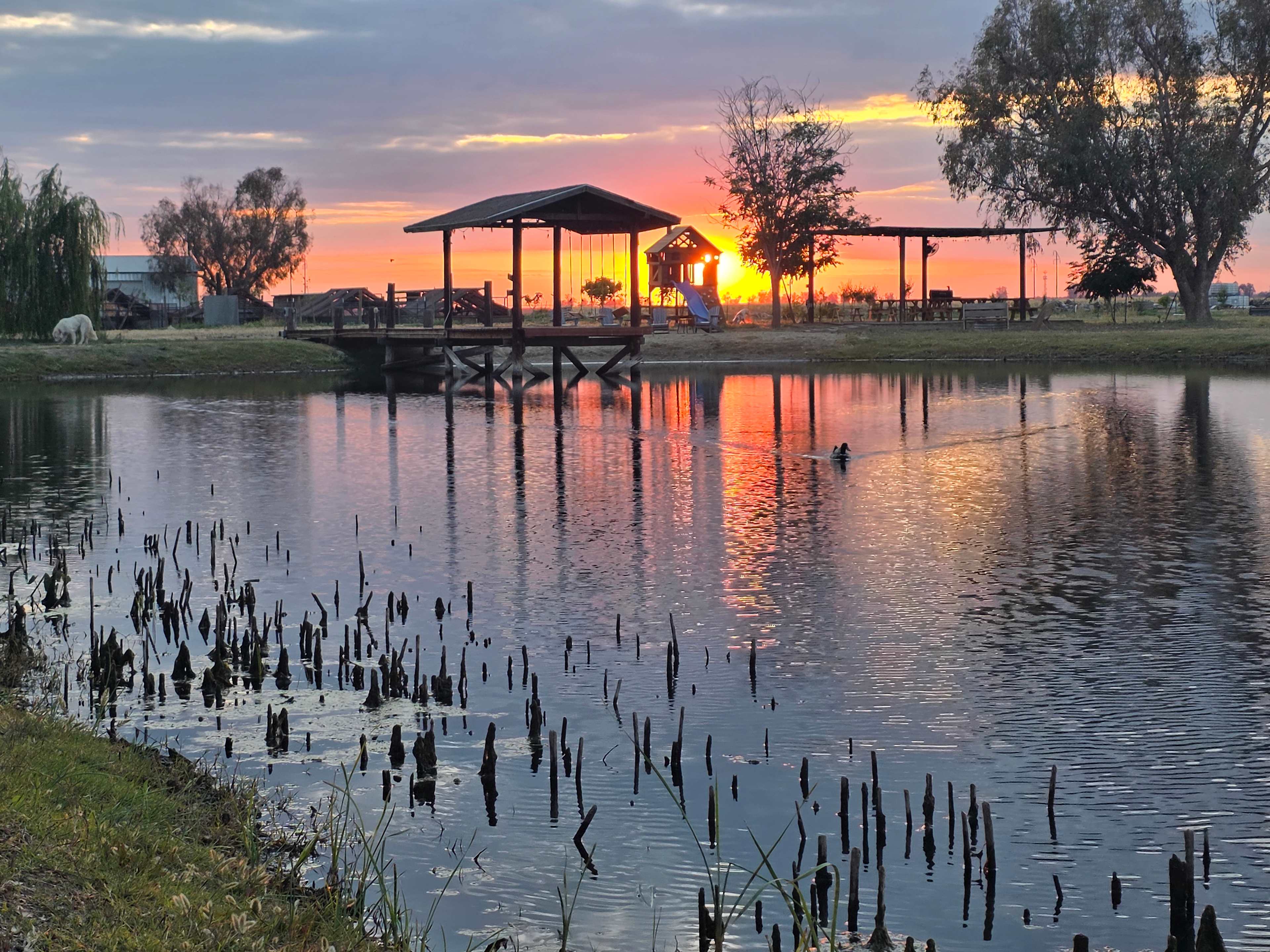 Bakersfield Farm Animals & Pond