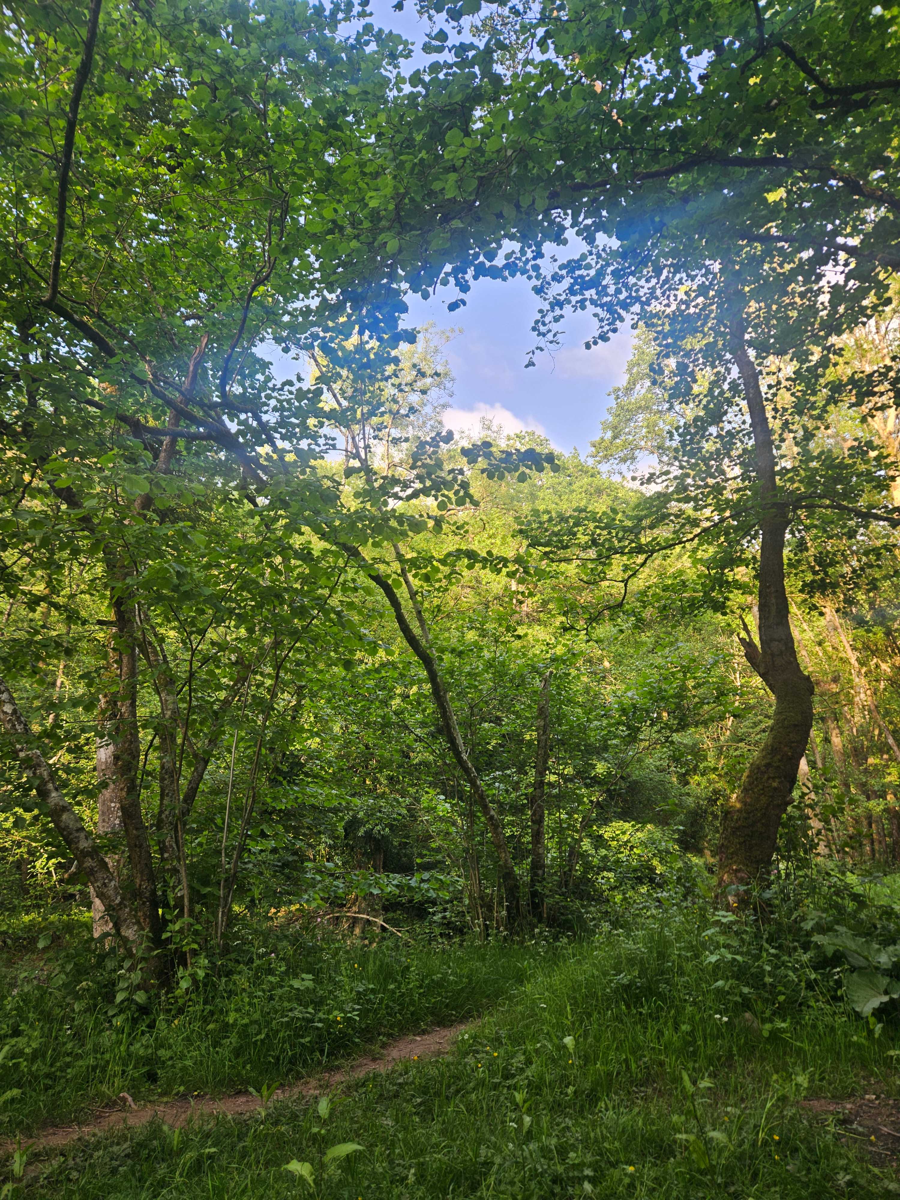 Pytingwyn Woods