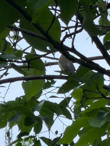 MANY birds to see and hear!