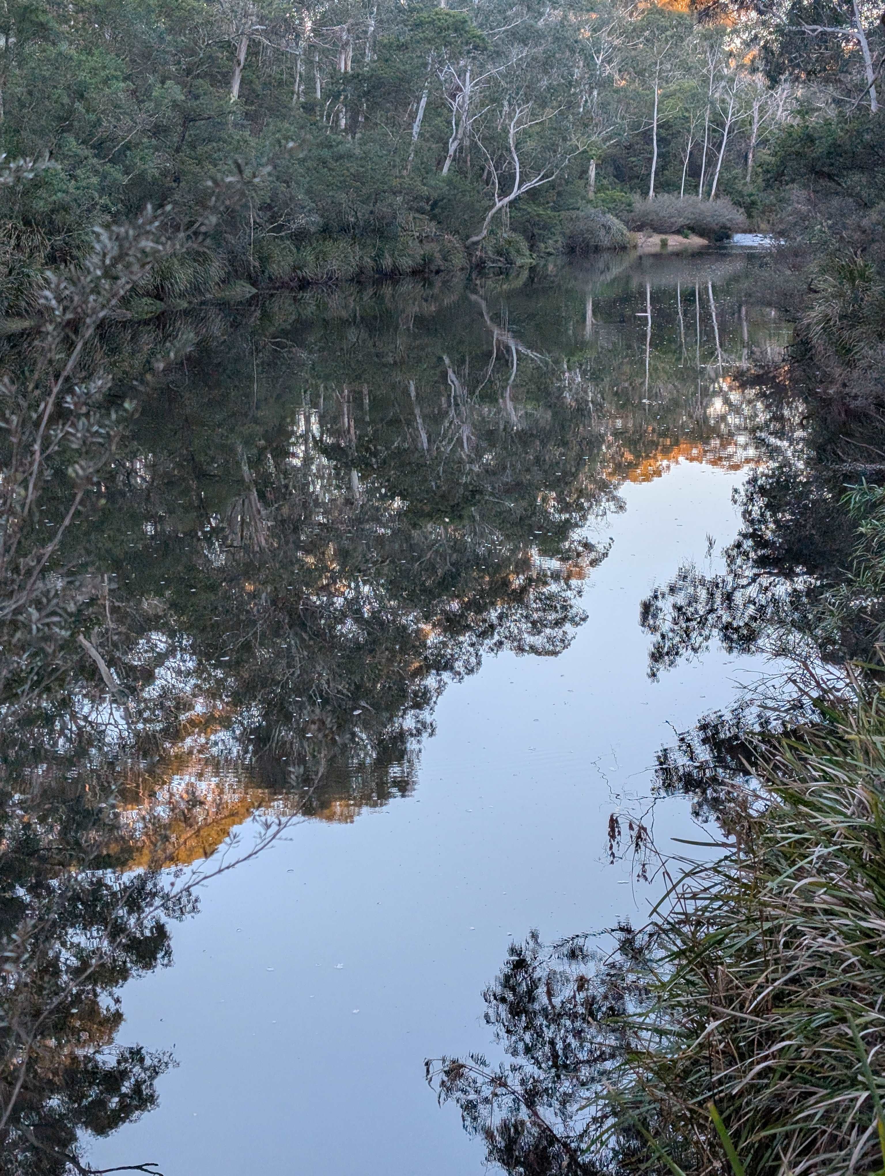 Scribbly Gum secluded bush camping