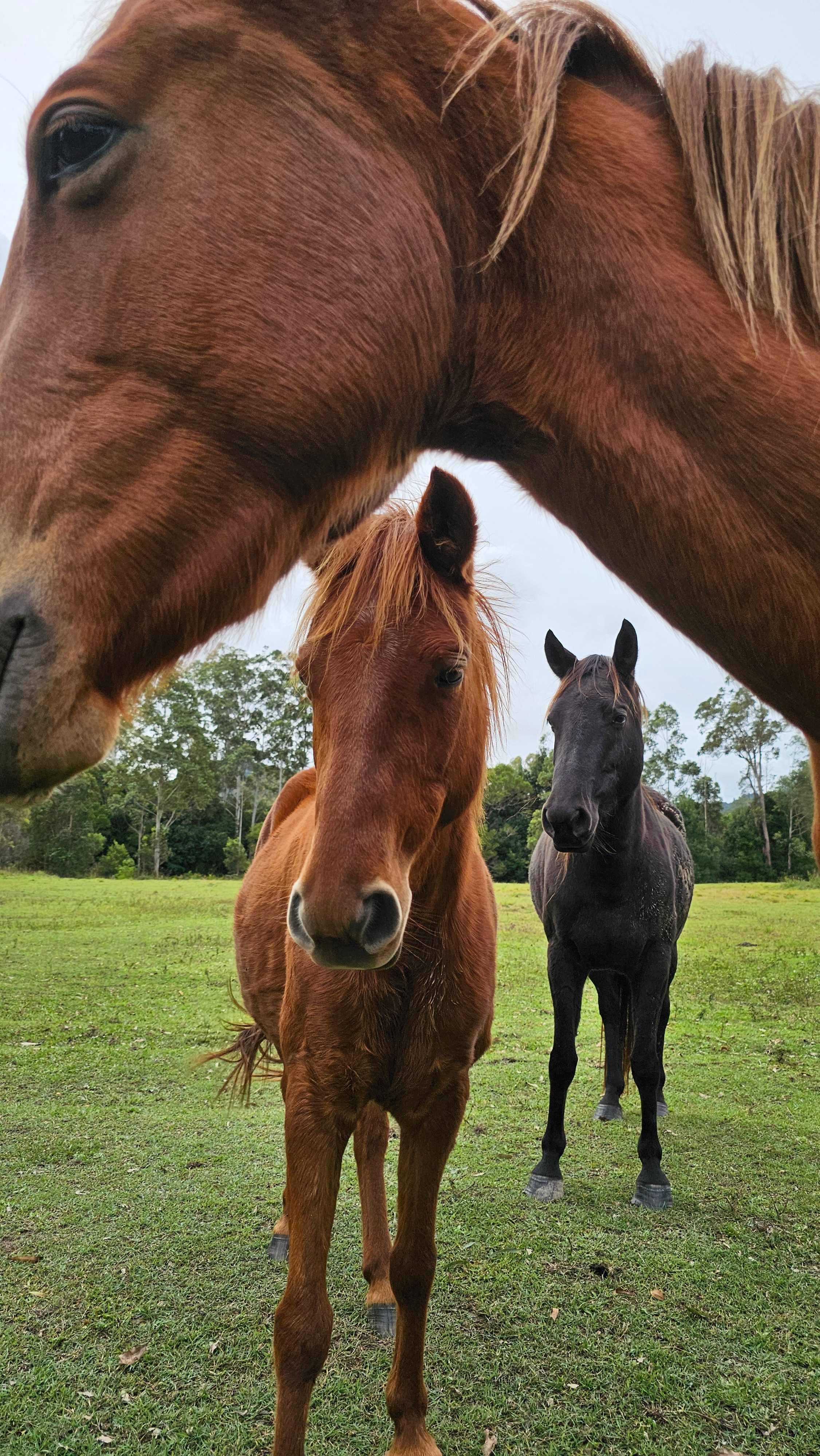 Noosa Equestrian & Camping