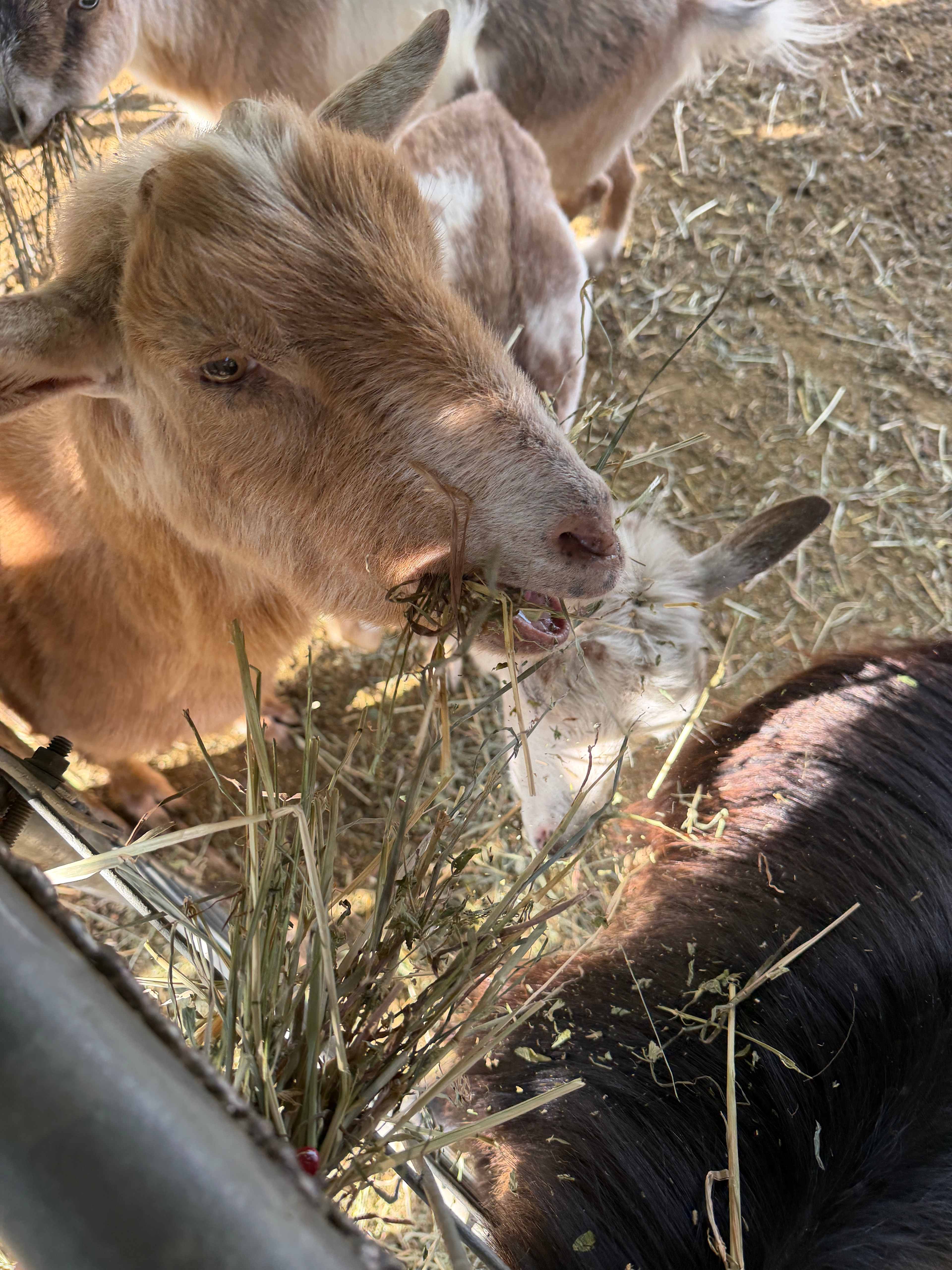 Windsor Family Farm