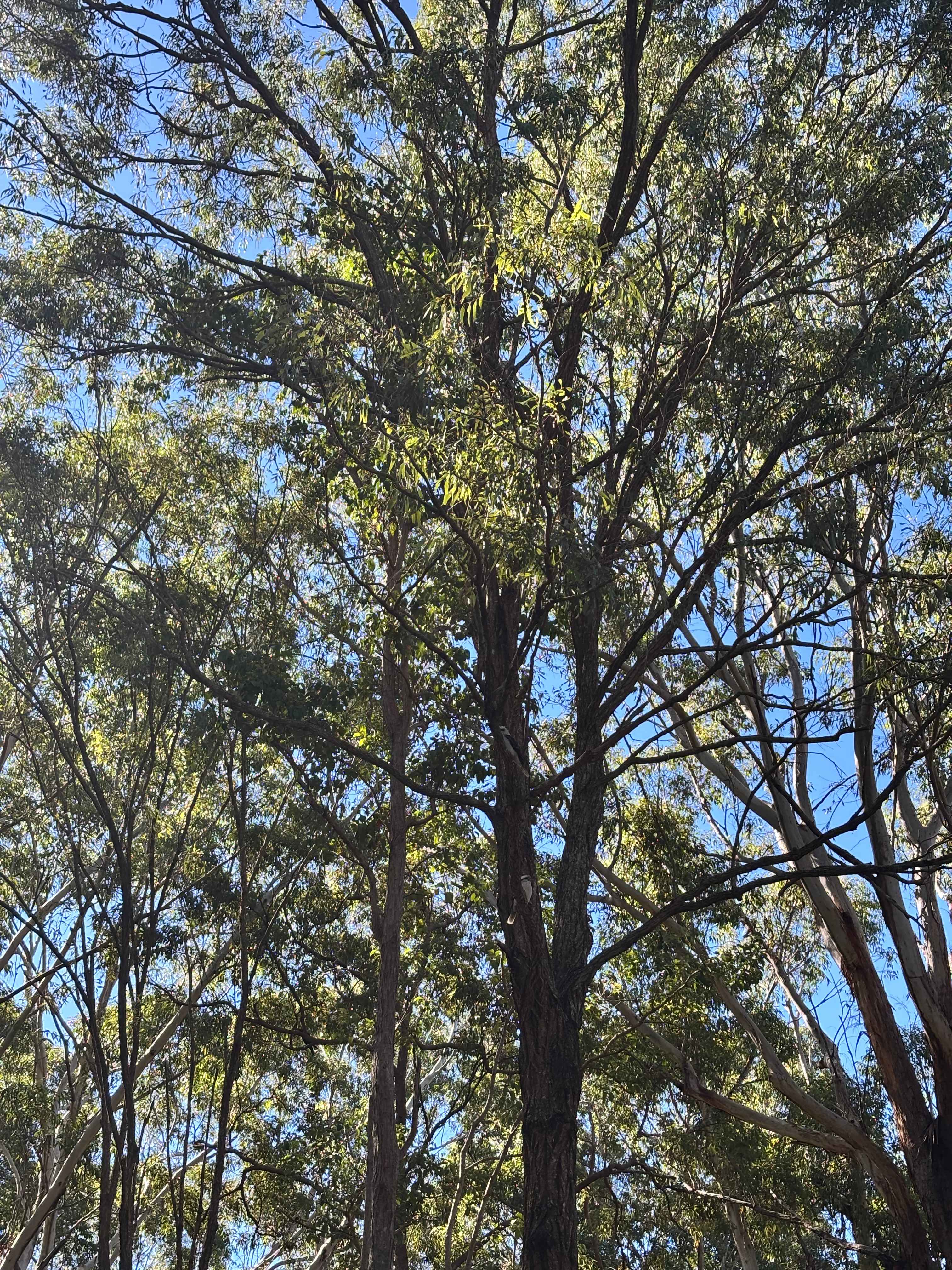 Cabarita Beach Station