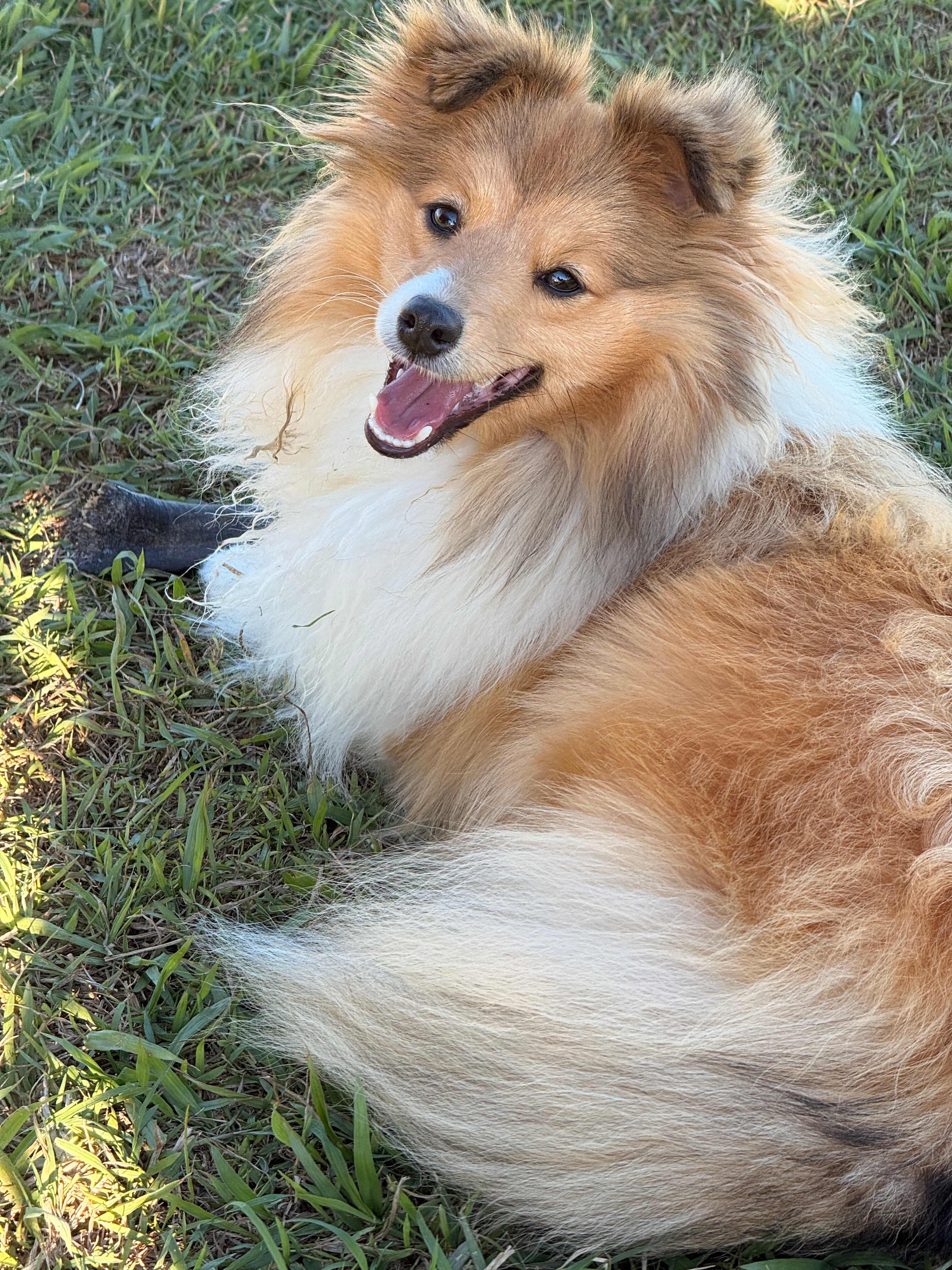 Even the fur babies loved it here 
