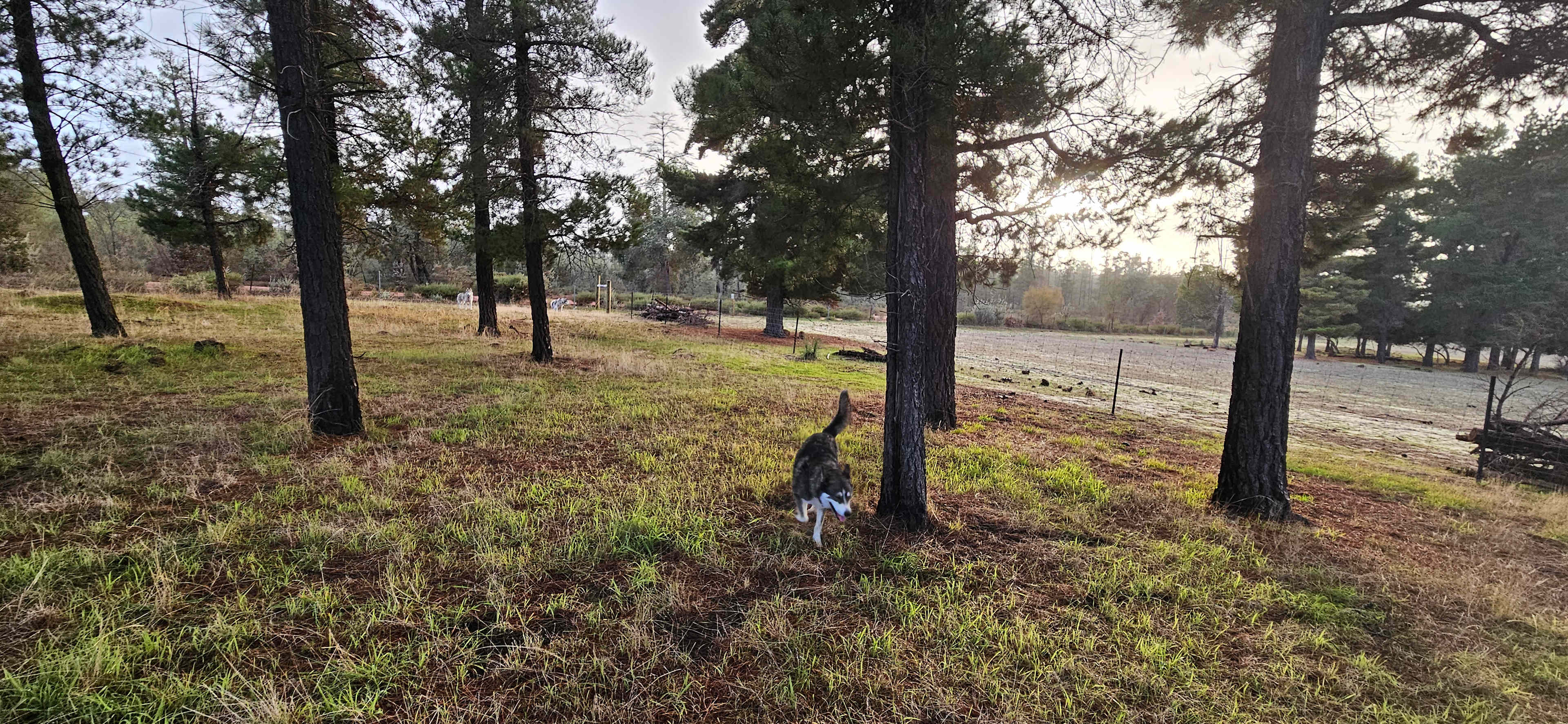 Dog run is great to stretch the legs
