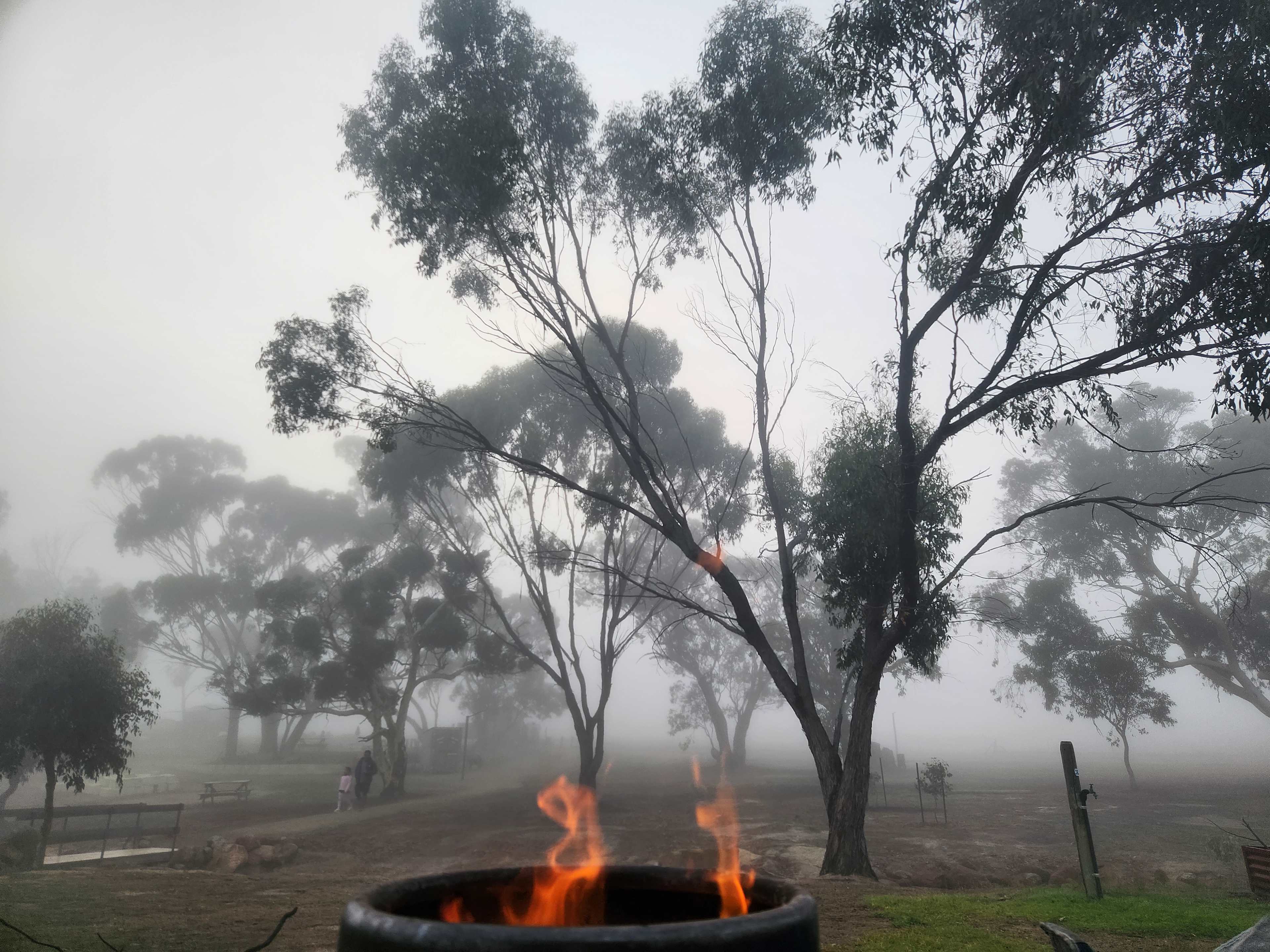 Foggy morning bliss 😊 