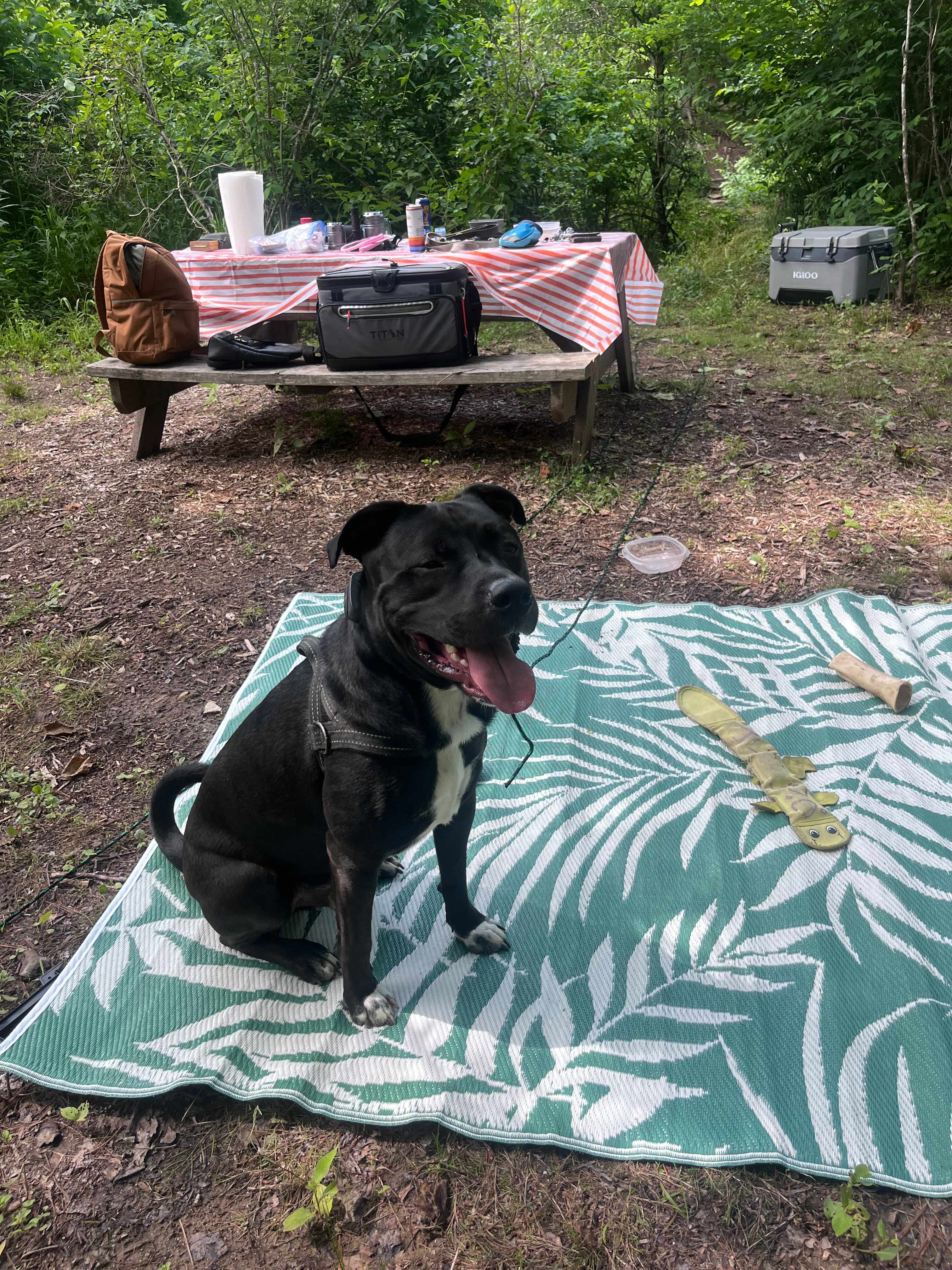 Riverside Camping on the Farm