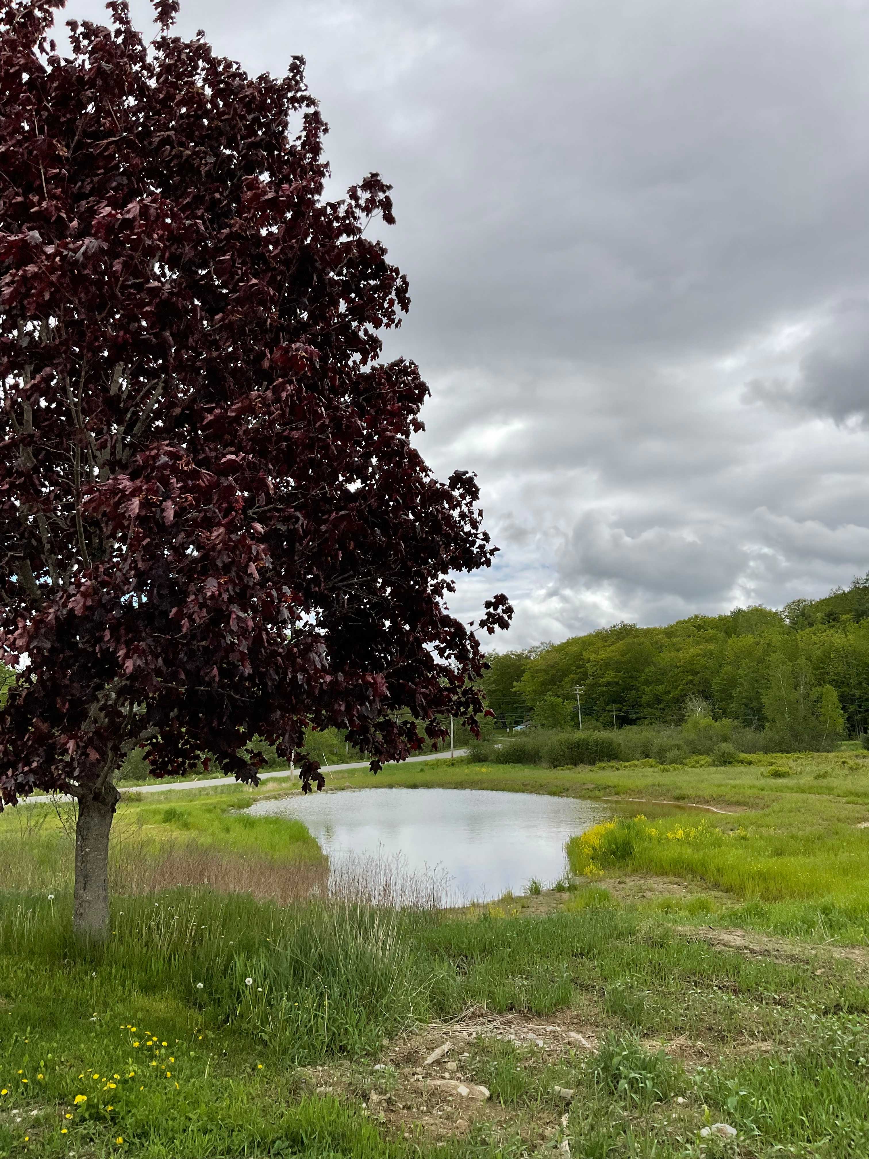 Belfast Half Acre Pond