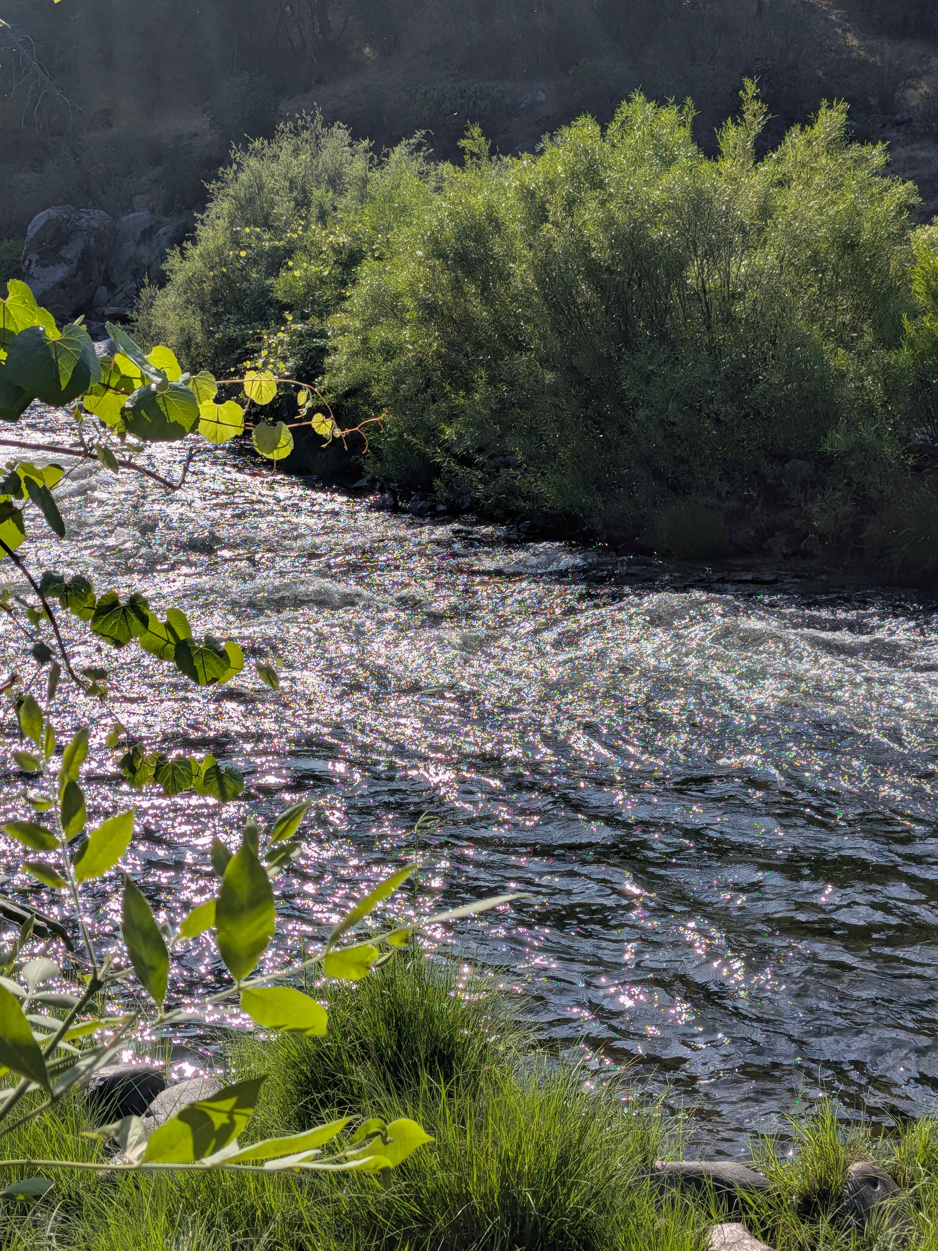 Cosumnes River Ranch