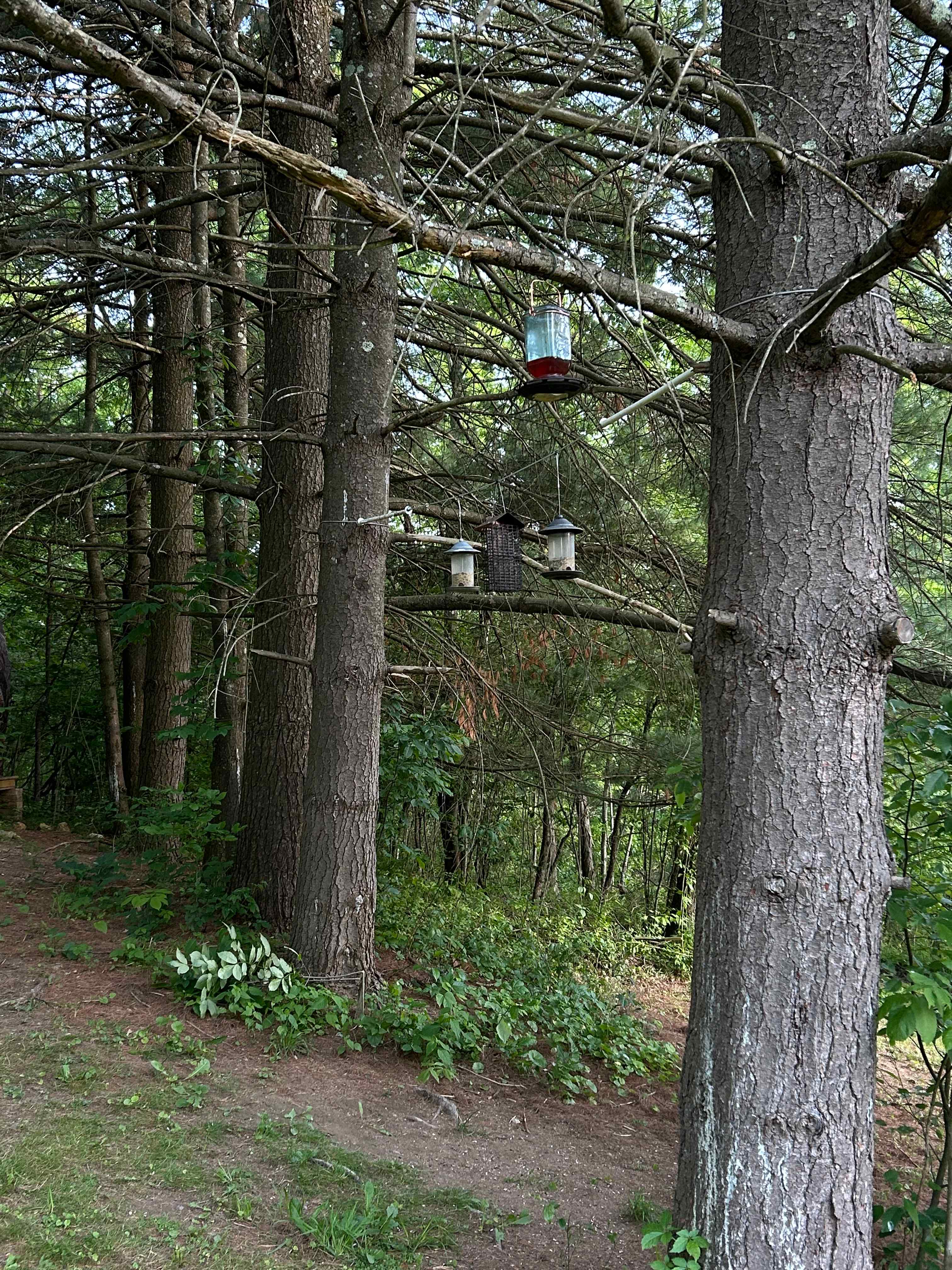 A-frame rustic cabin