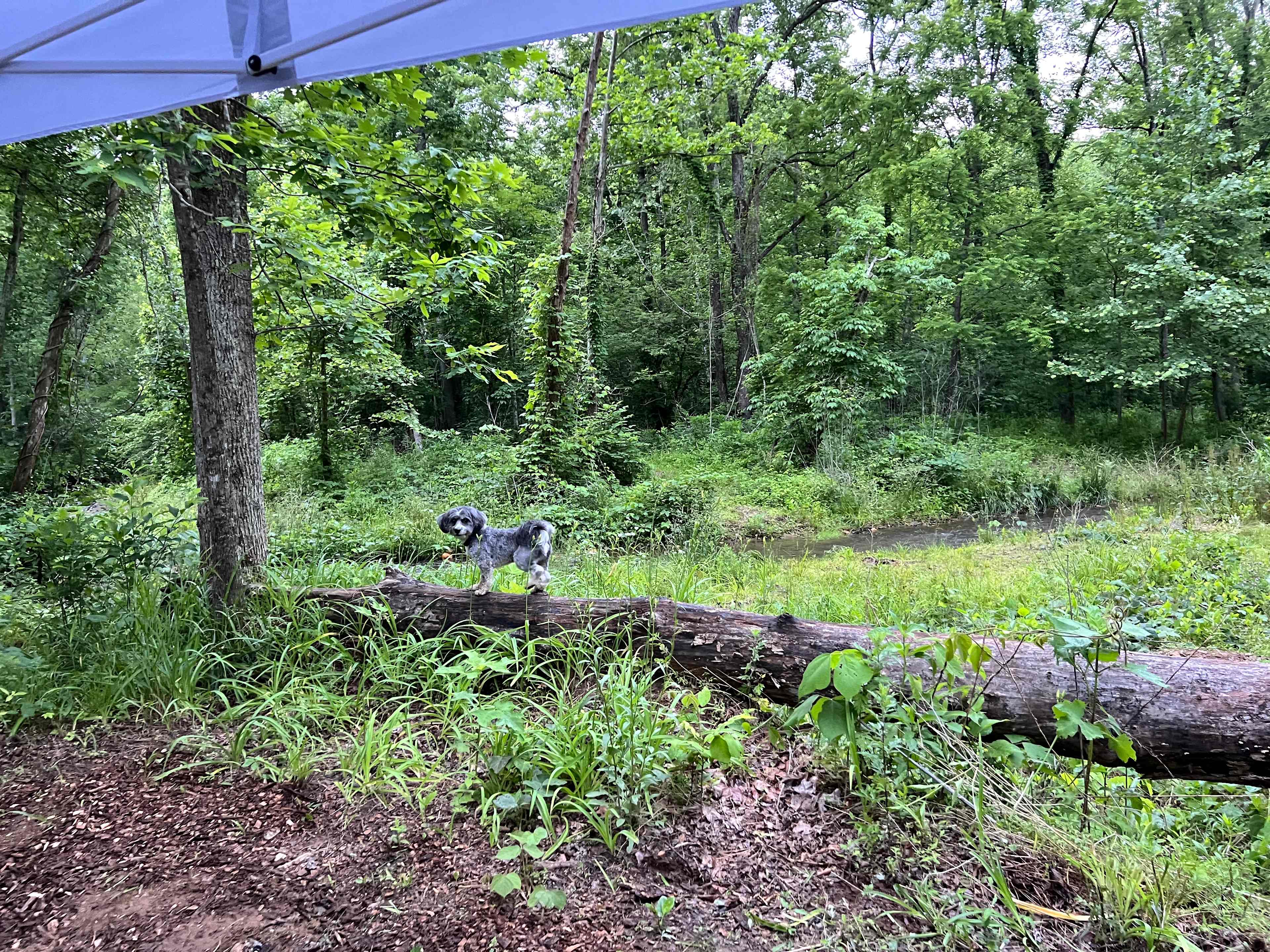 TangleWood Creekside Campsites