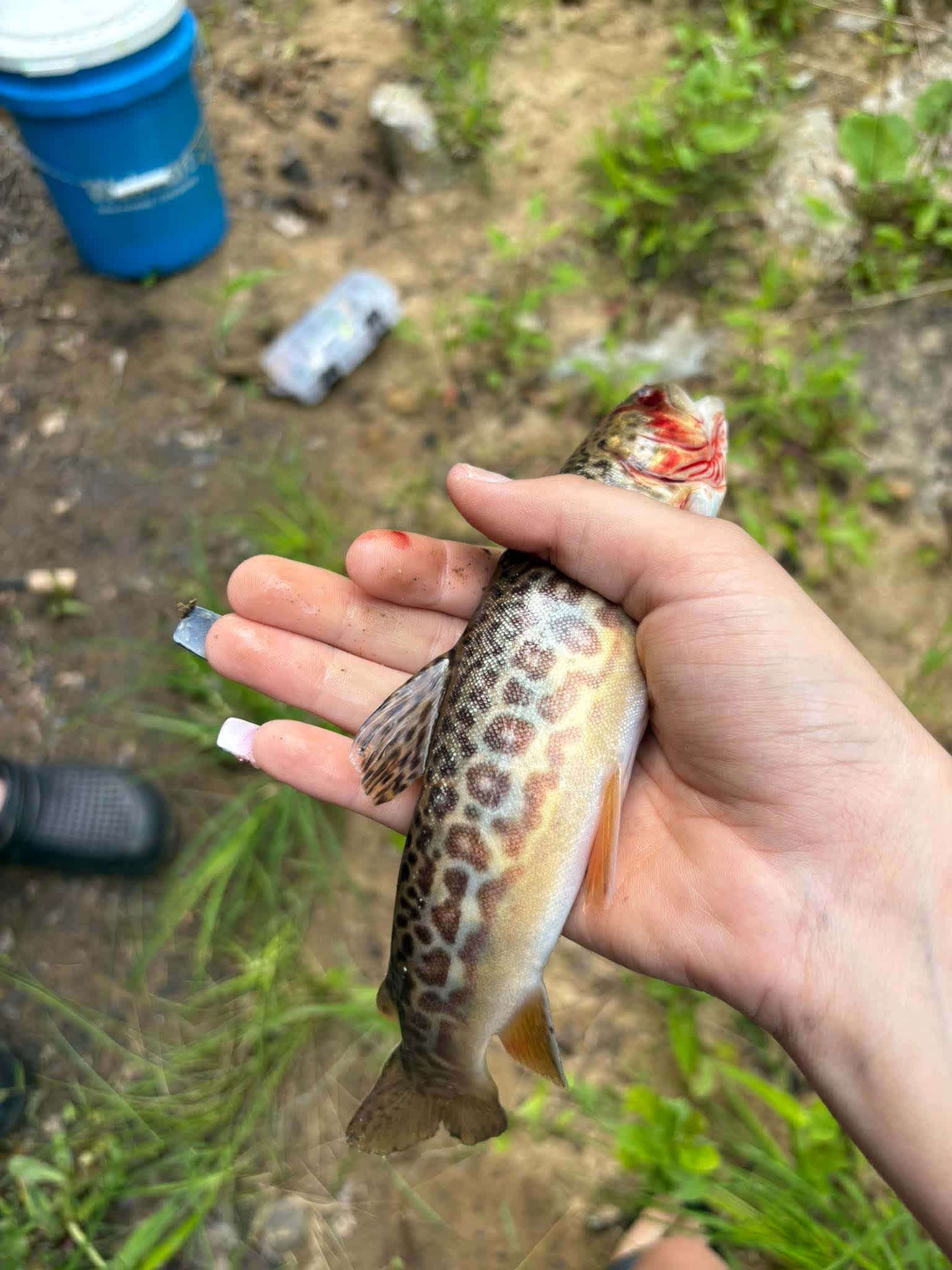 Possum Holler Camp- New River Gorge