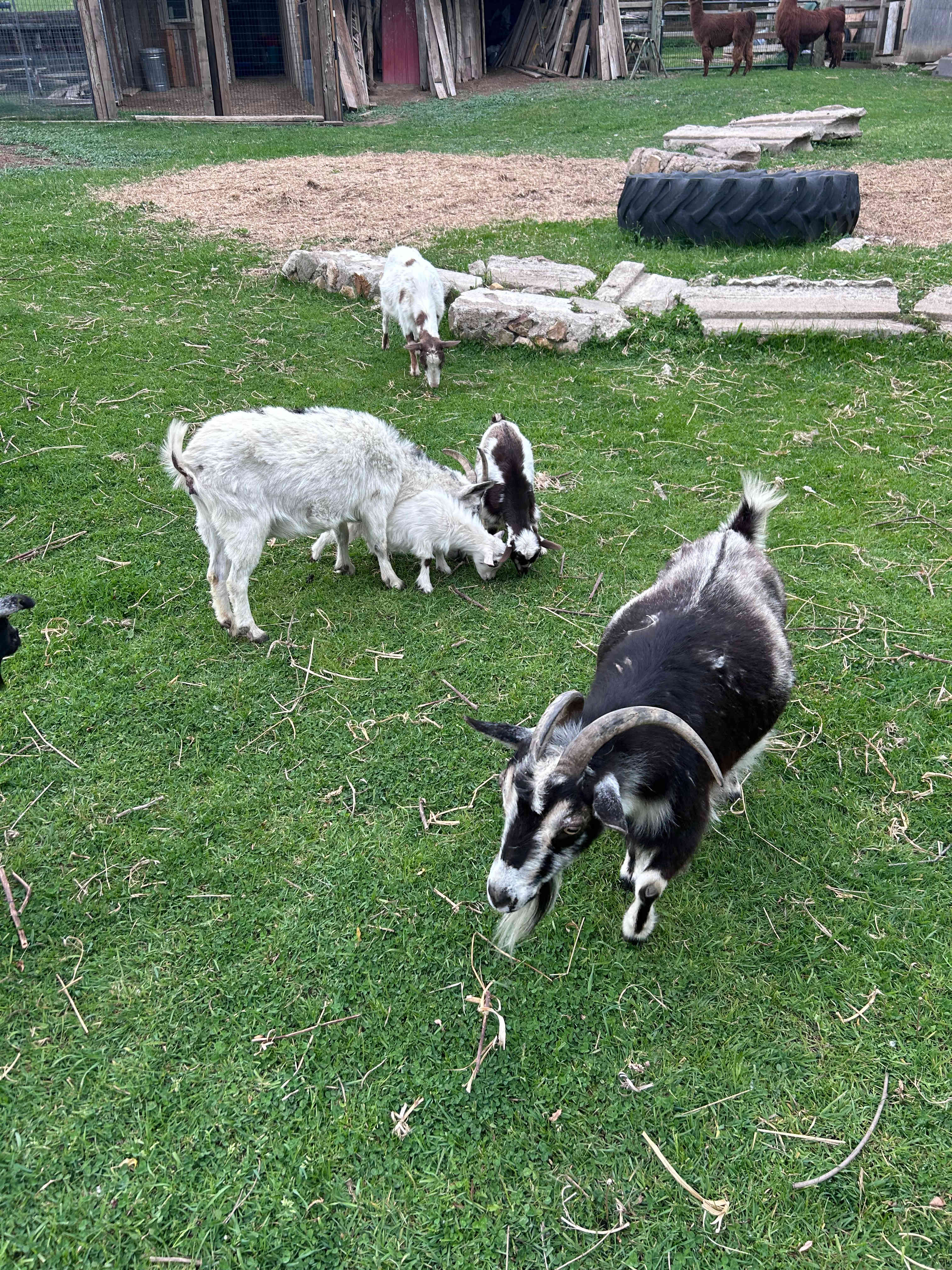 Windy Goat Acres