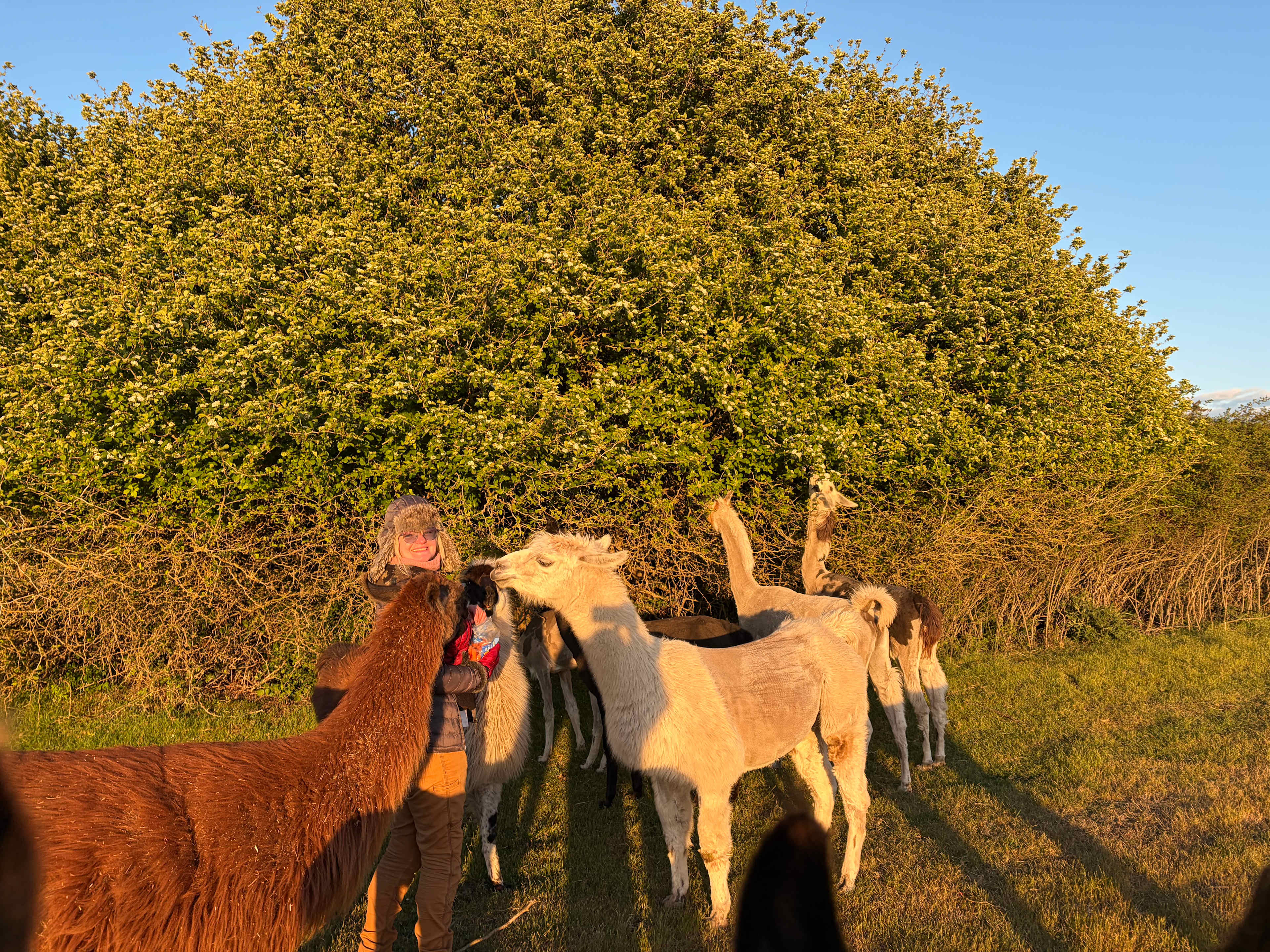 Run w/ Alpacas Farm Stay Port Angeles