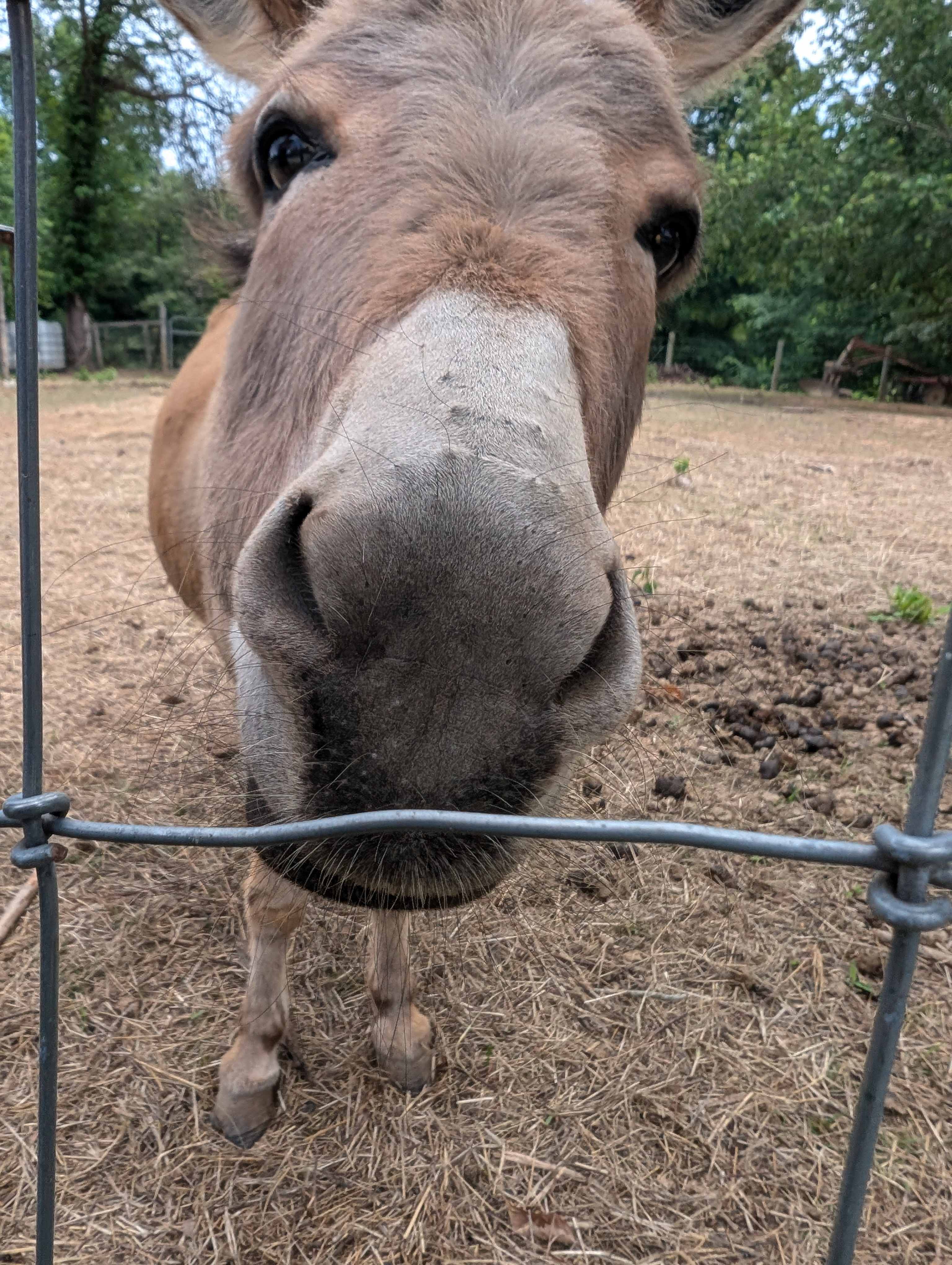 The Oasis at Harmon Creek Farms