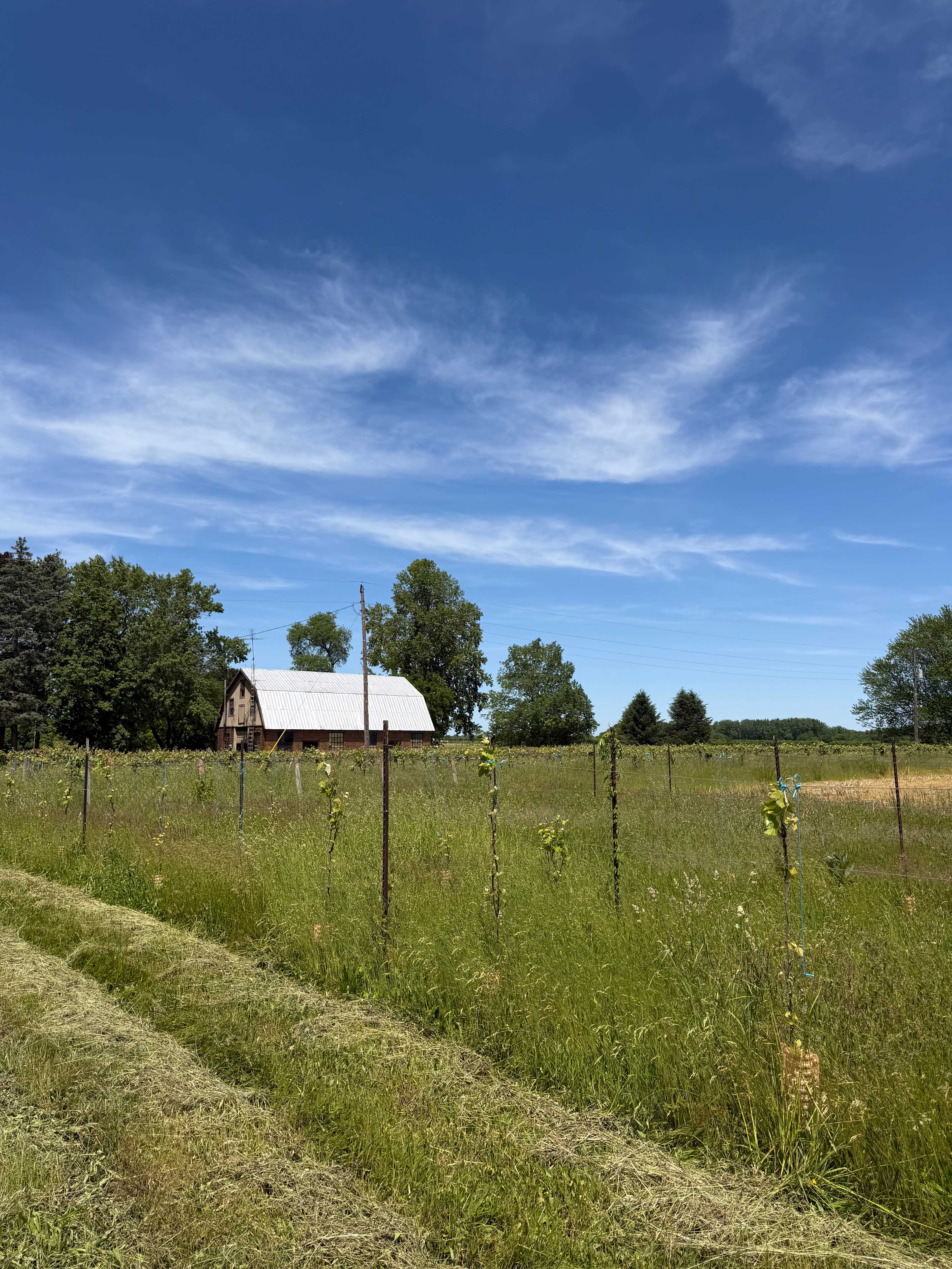 Mulln-Heim Vineyards
