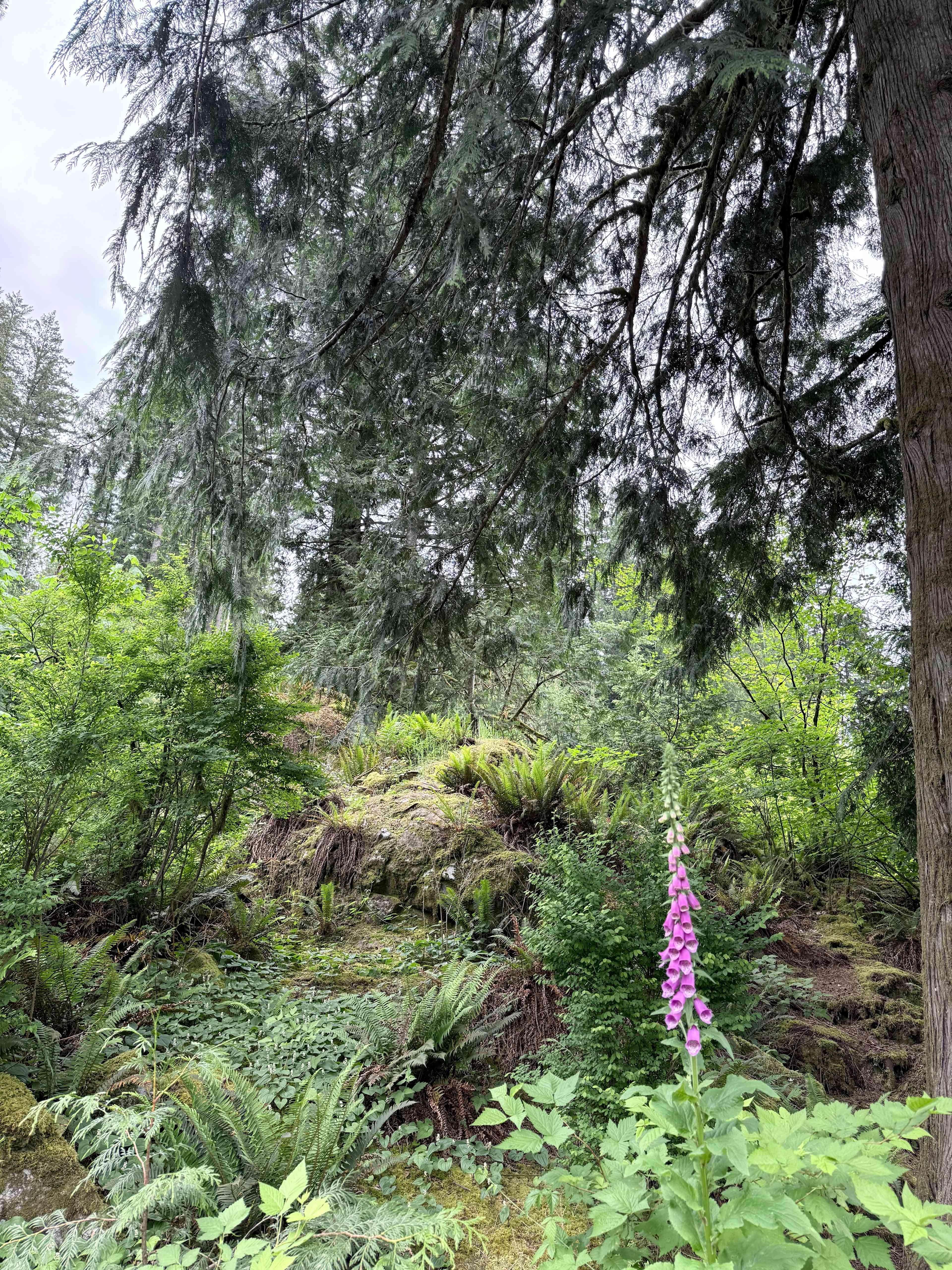 Valhalla Tree Farm