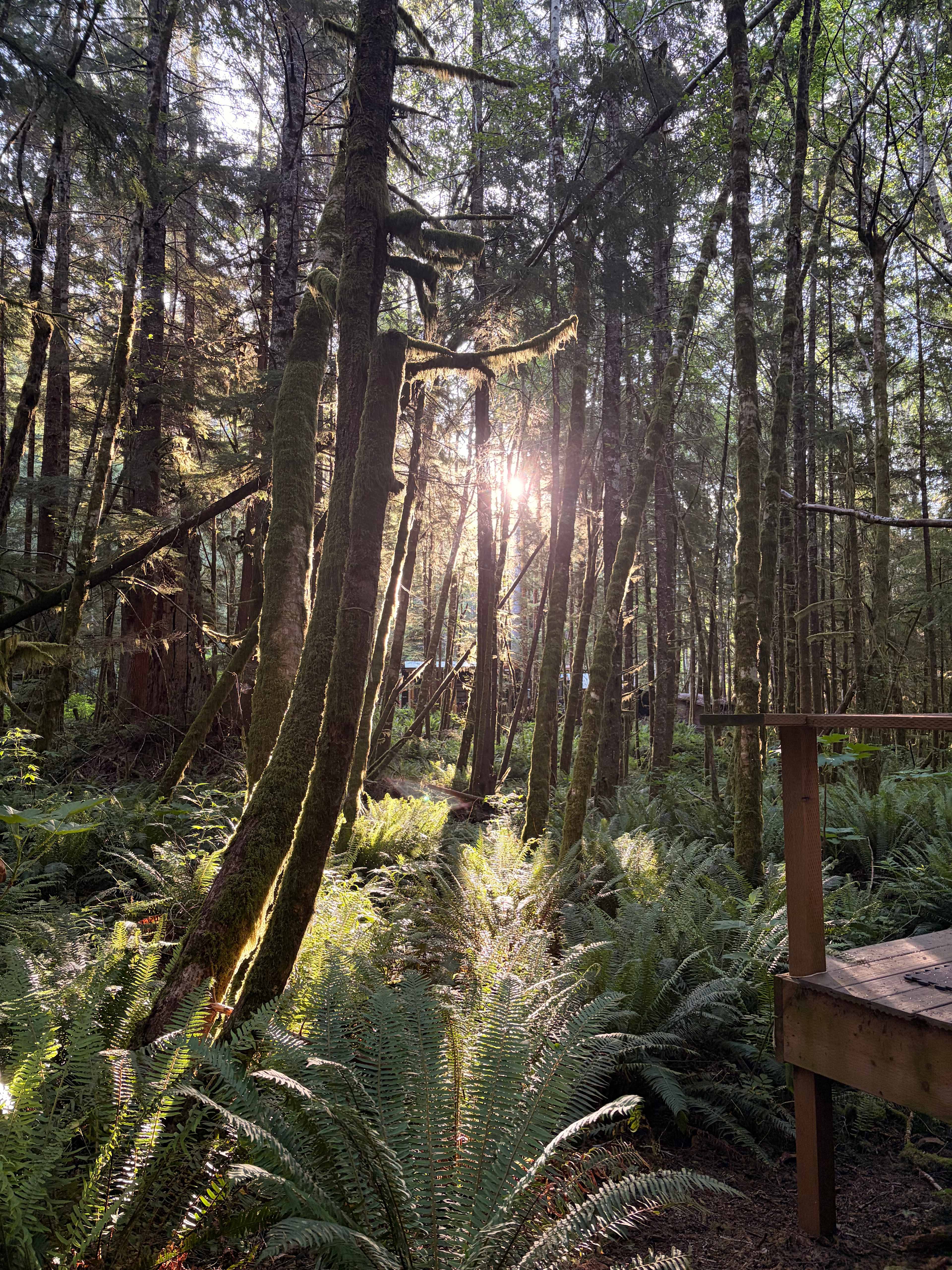 sol duc rainforest retreat
