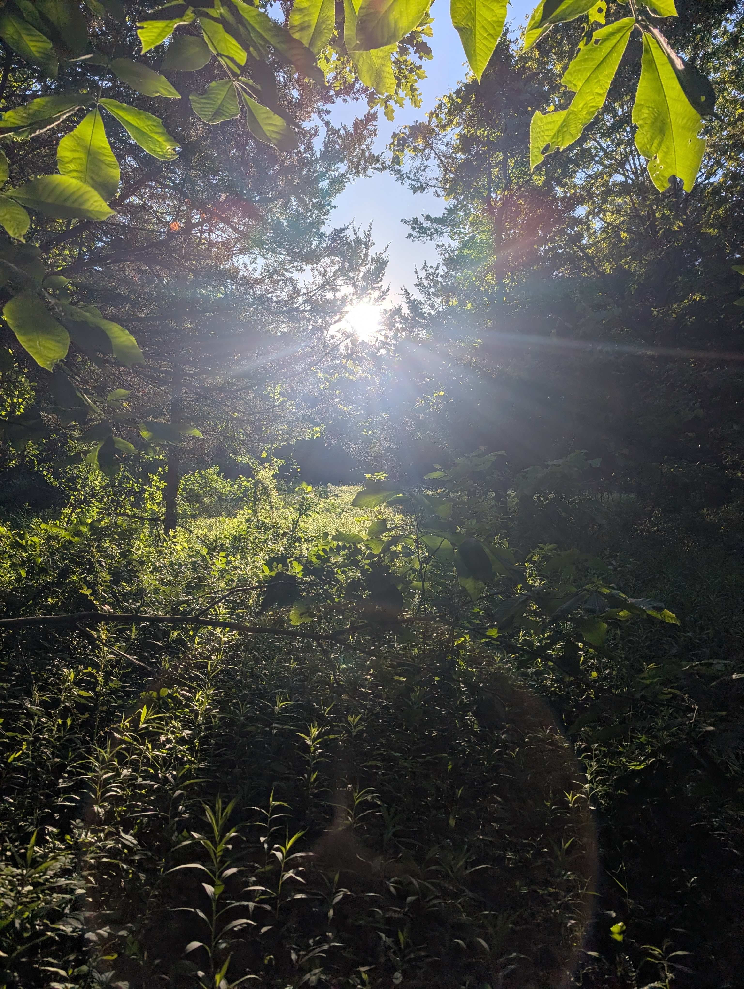 Hickory Hollow