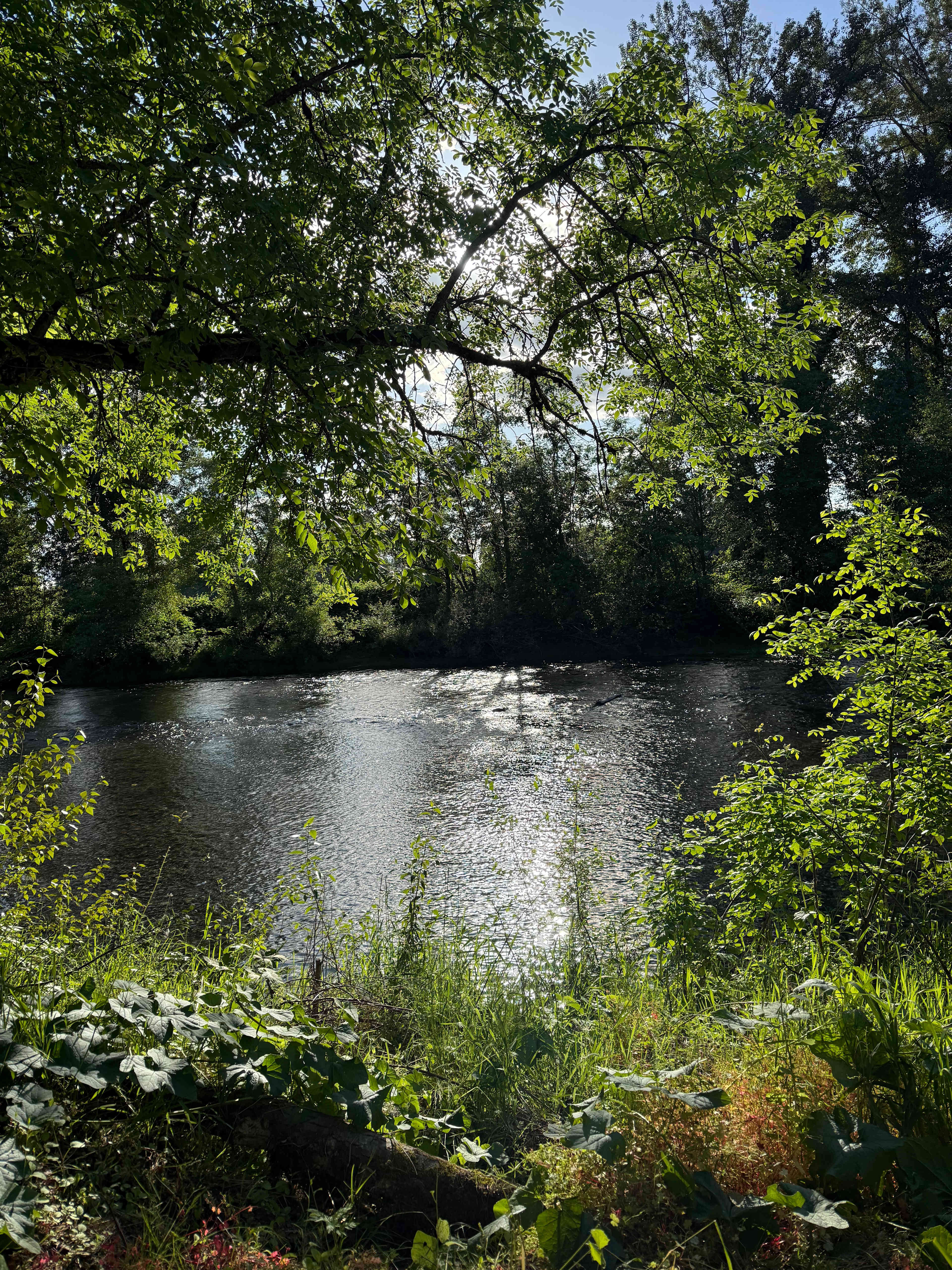 Molalla Ripple
