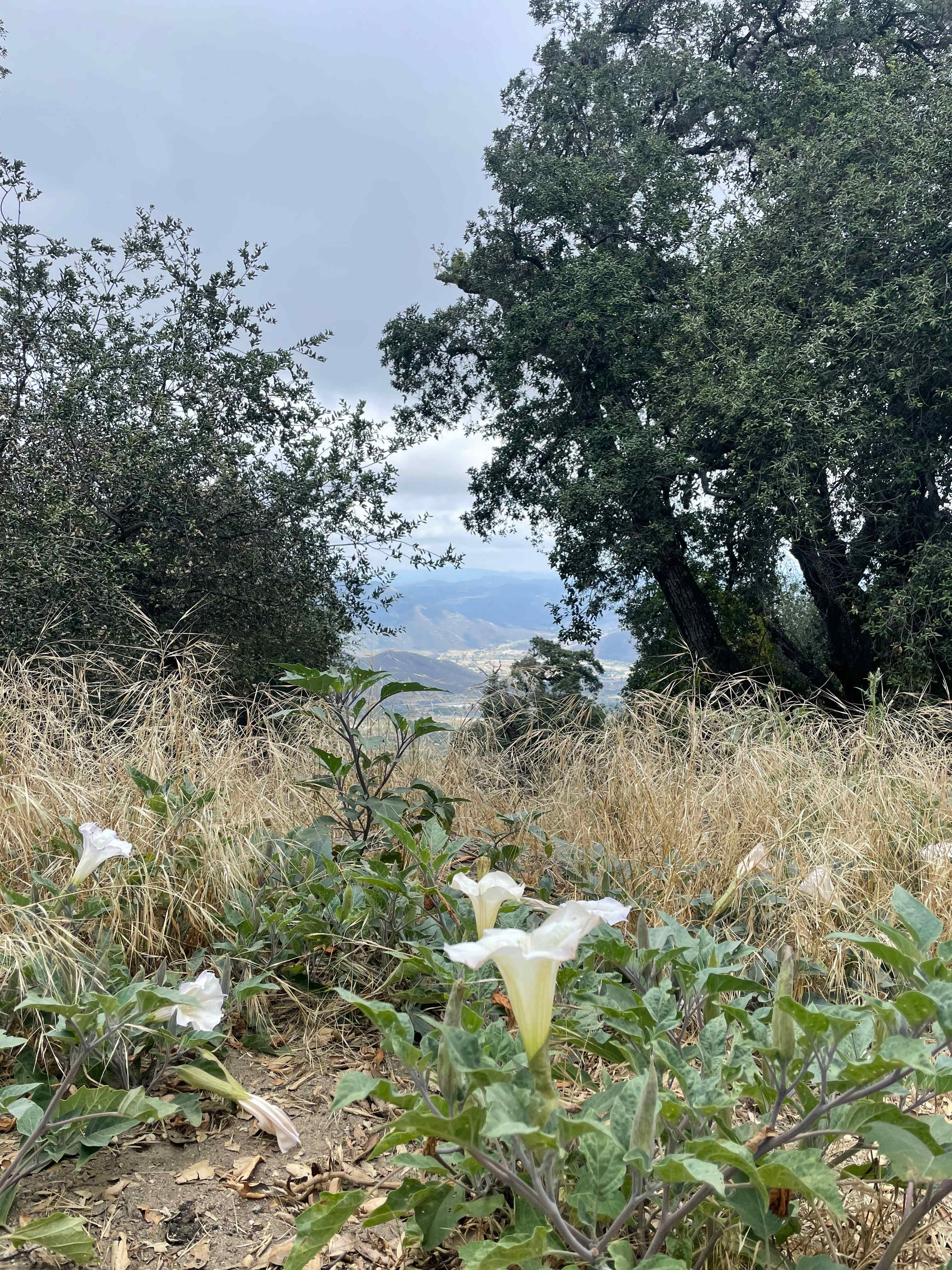 Magical Harrison Serenity Ranch