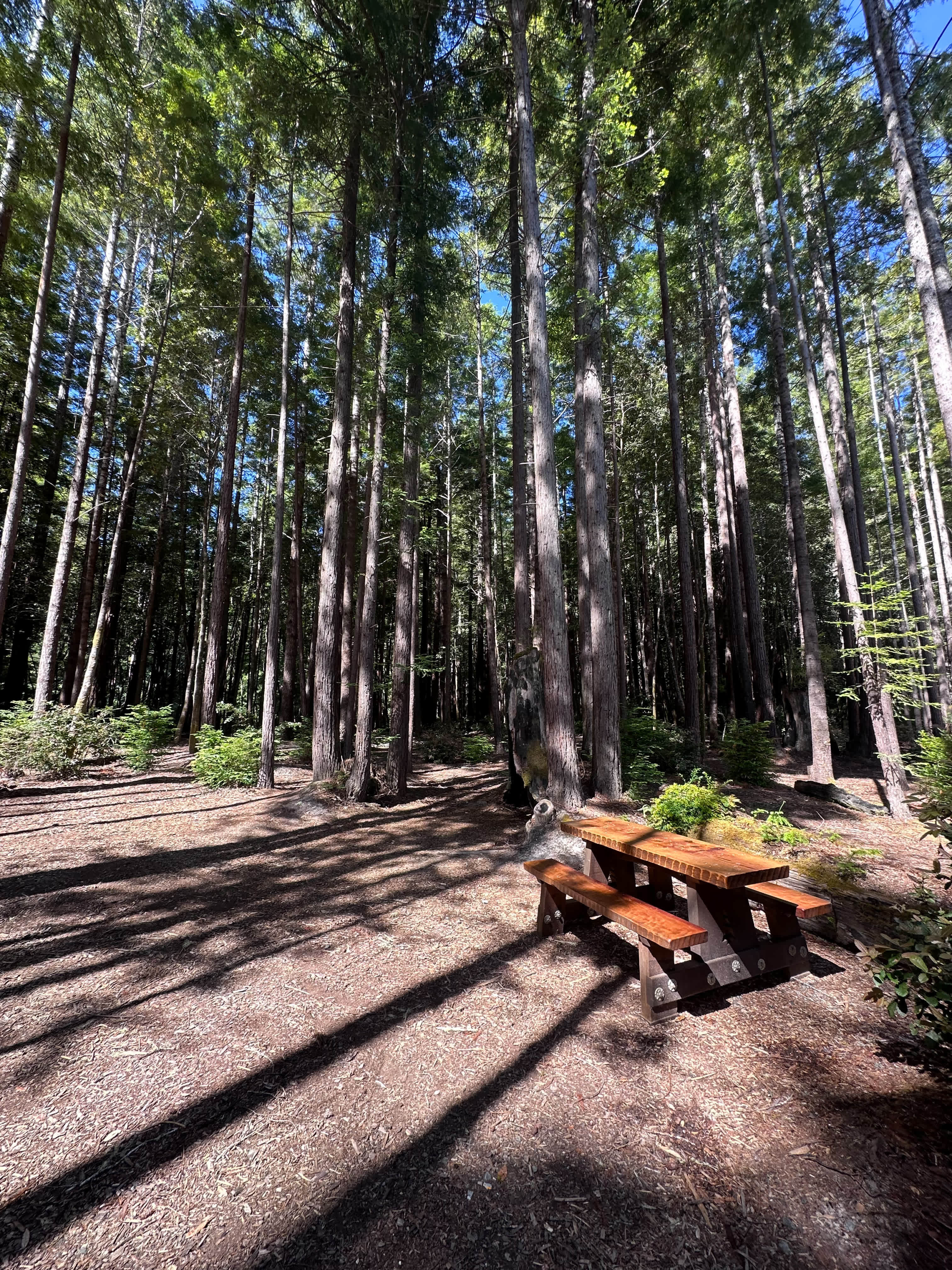 Redwood Campsite