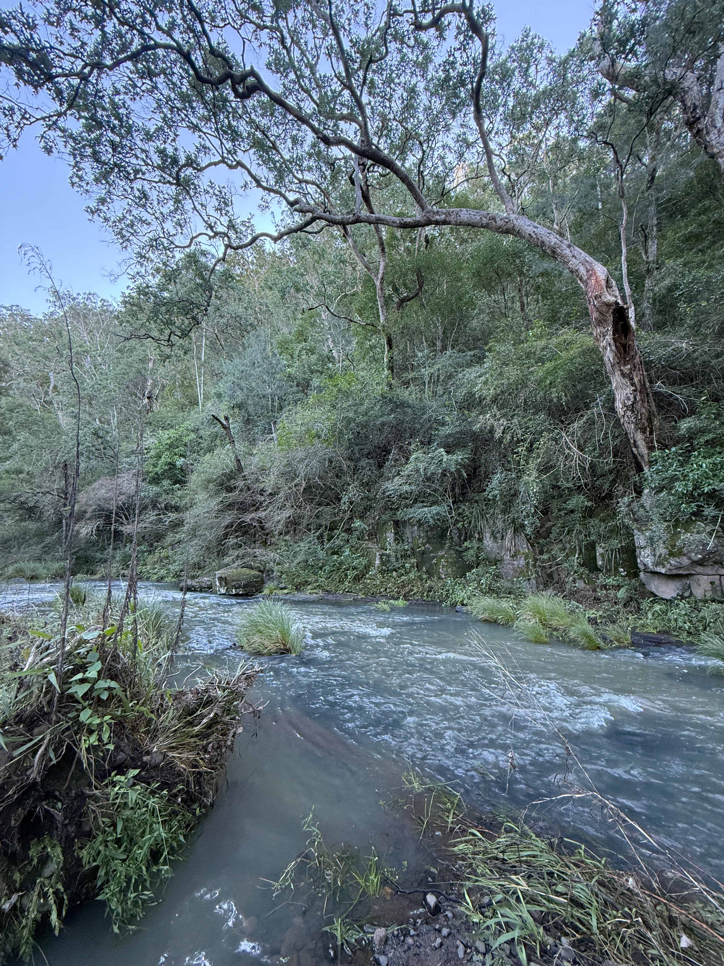 Figtree Farm at Findon Creek