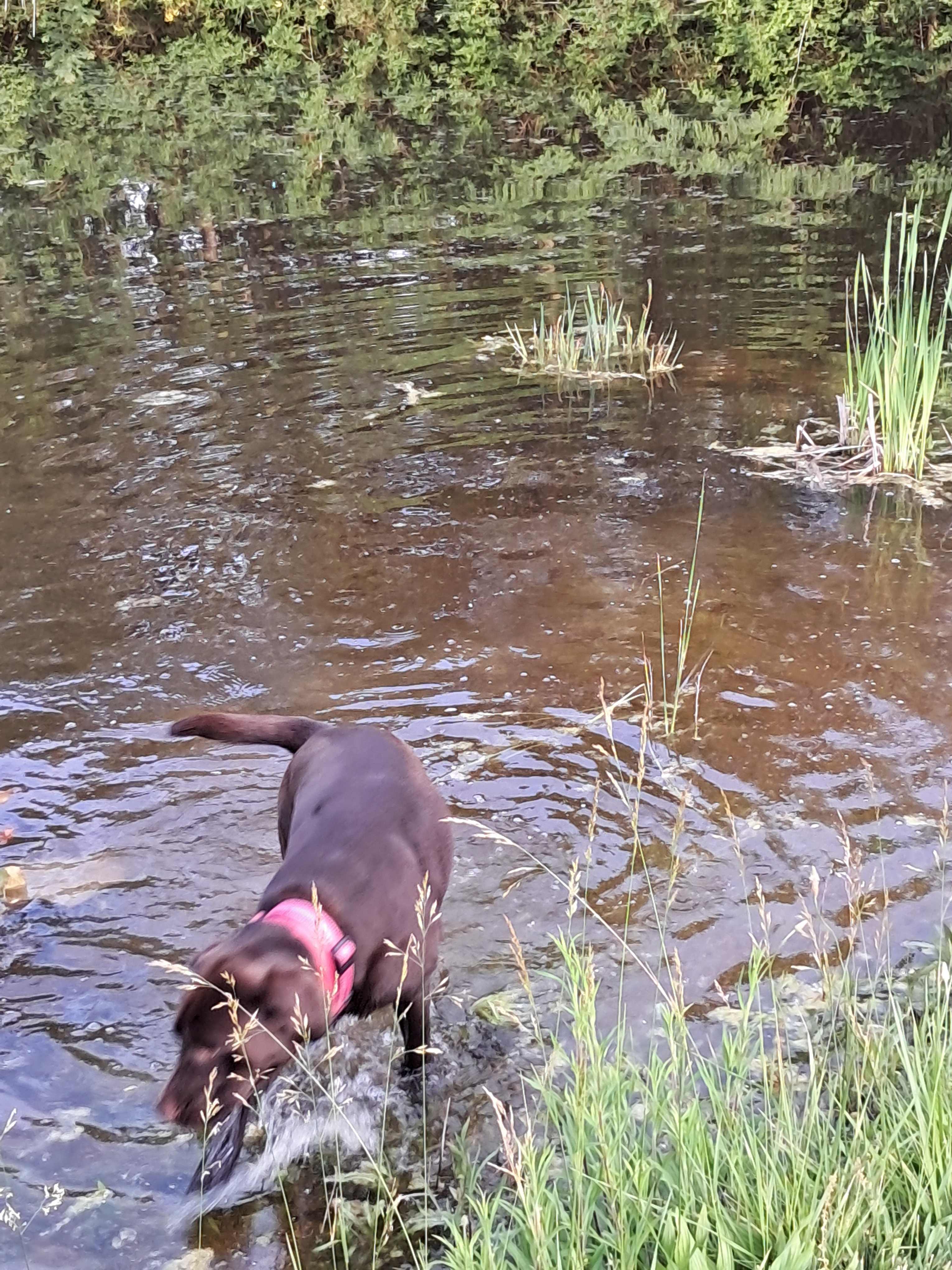 Camp dog cocoa is a blast !