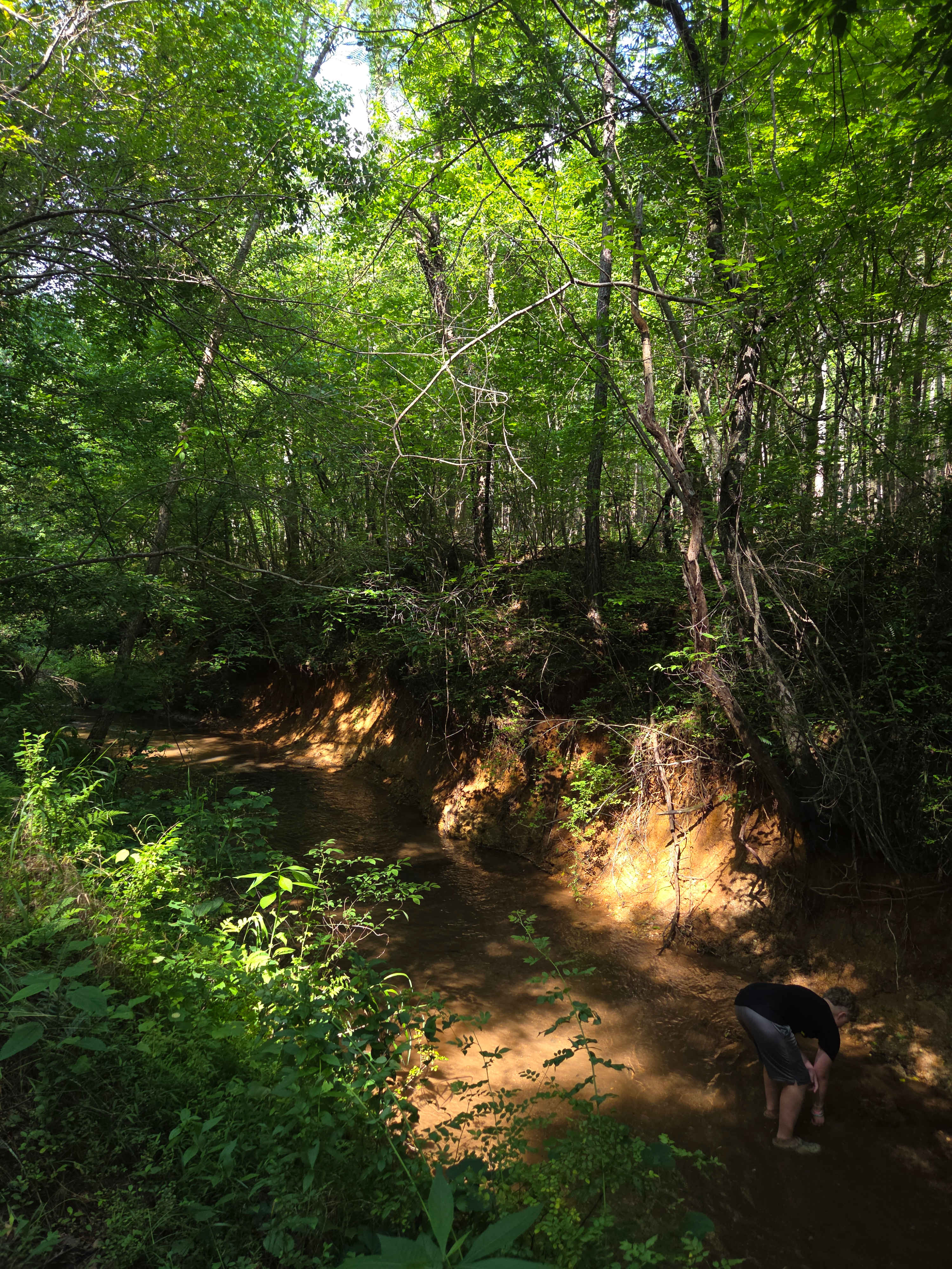 Bear's Woods at Camp Creek