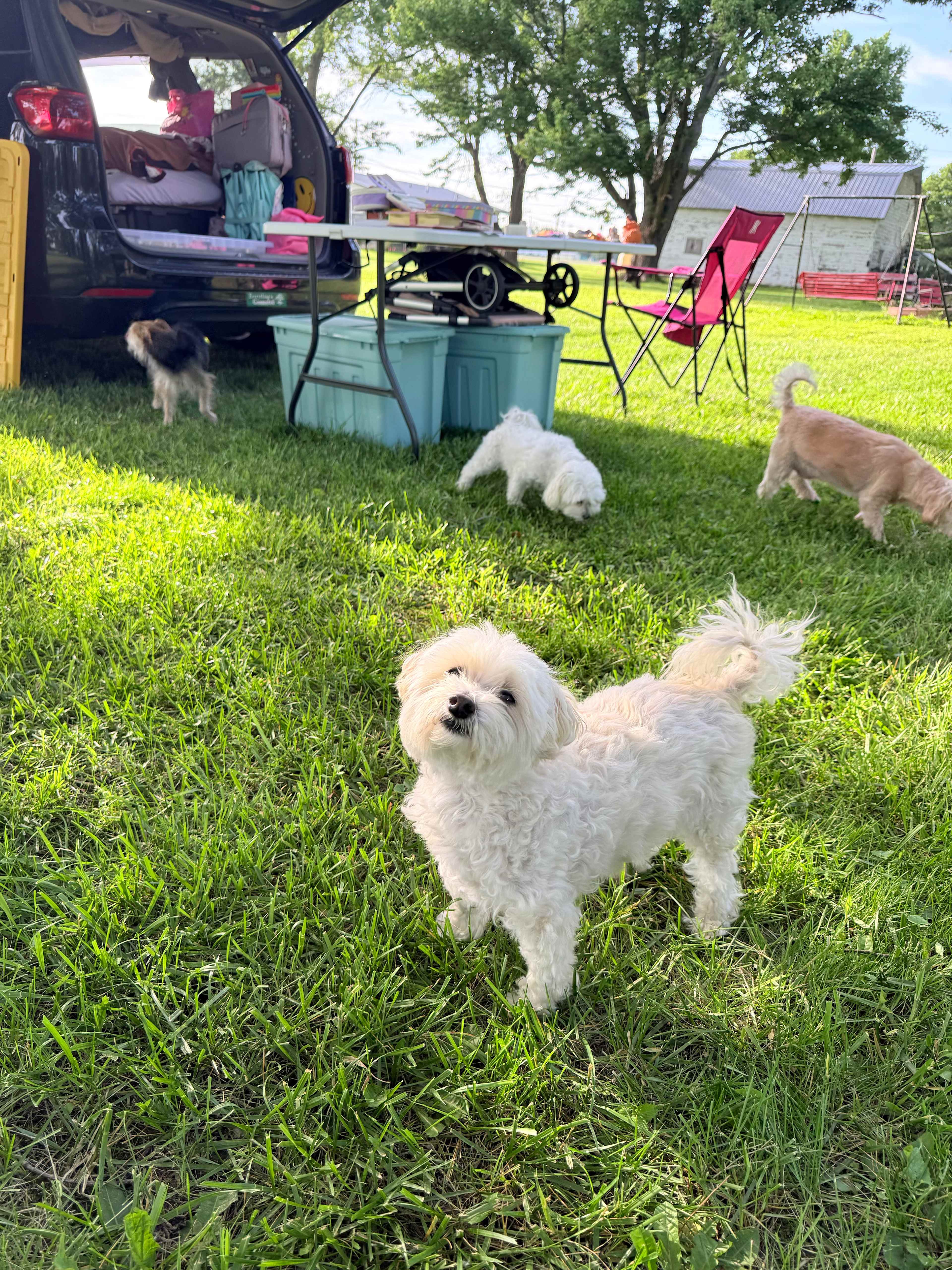 My pup standing in front of the neighbor's dogs