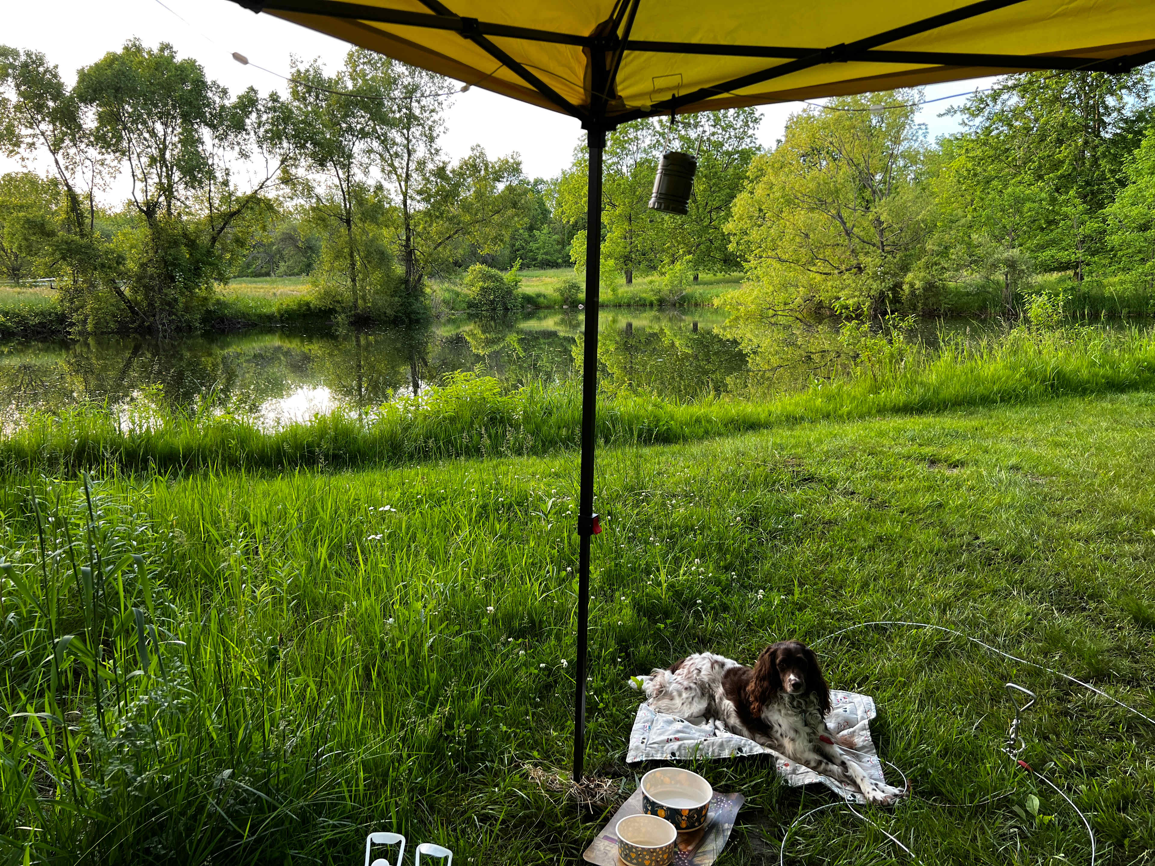 Songdog Meadows