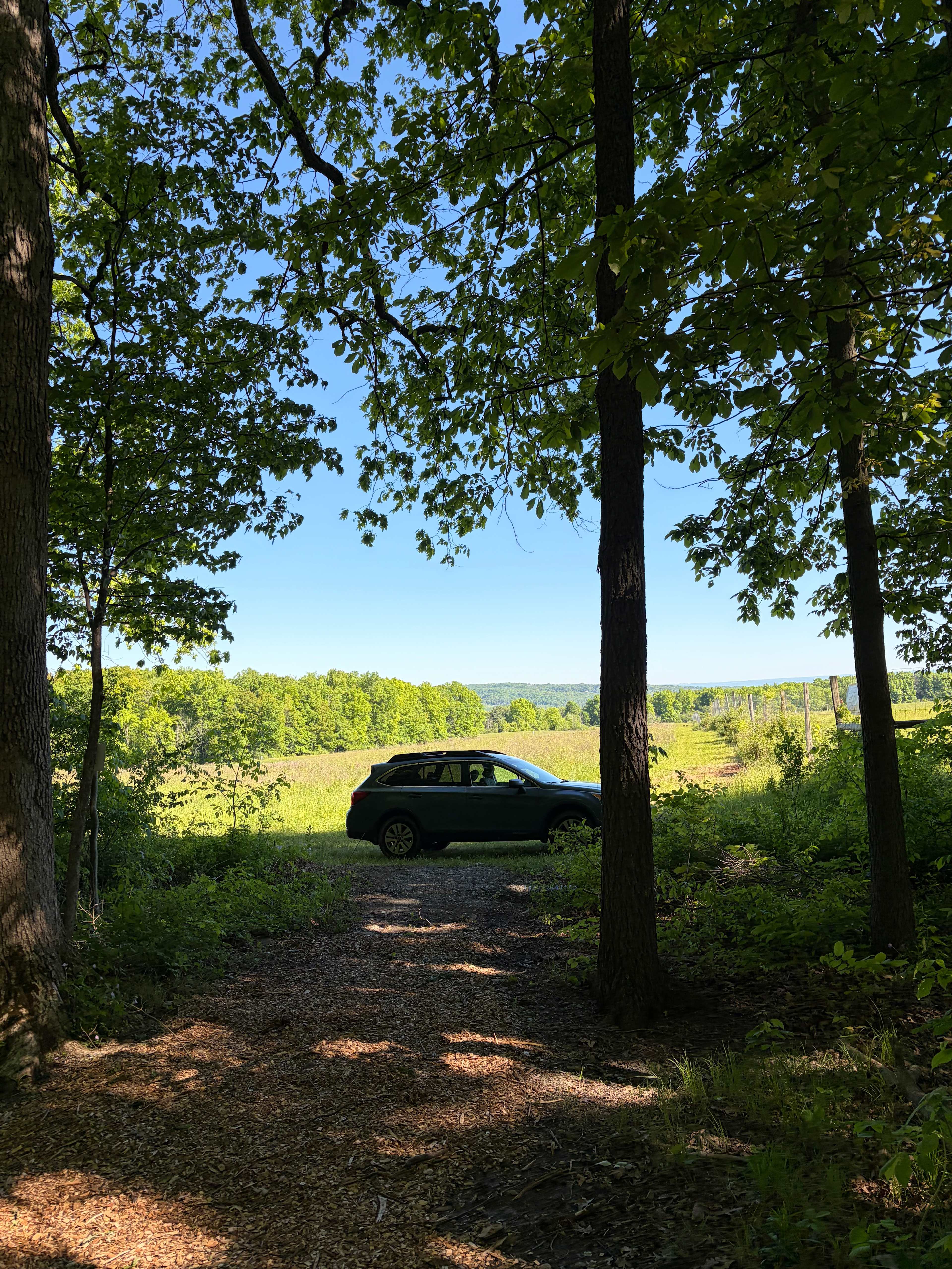 Orchard and Gorge At South Hill