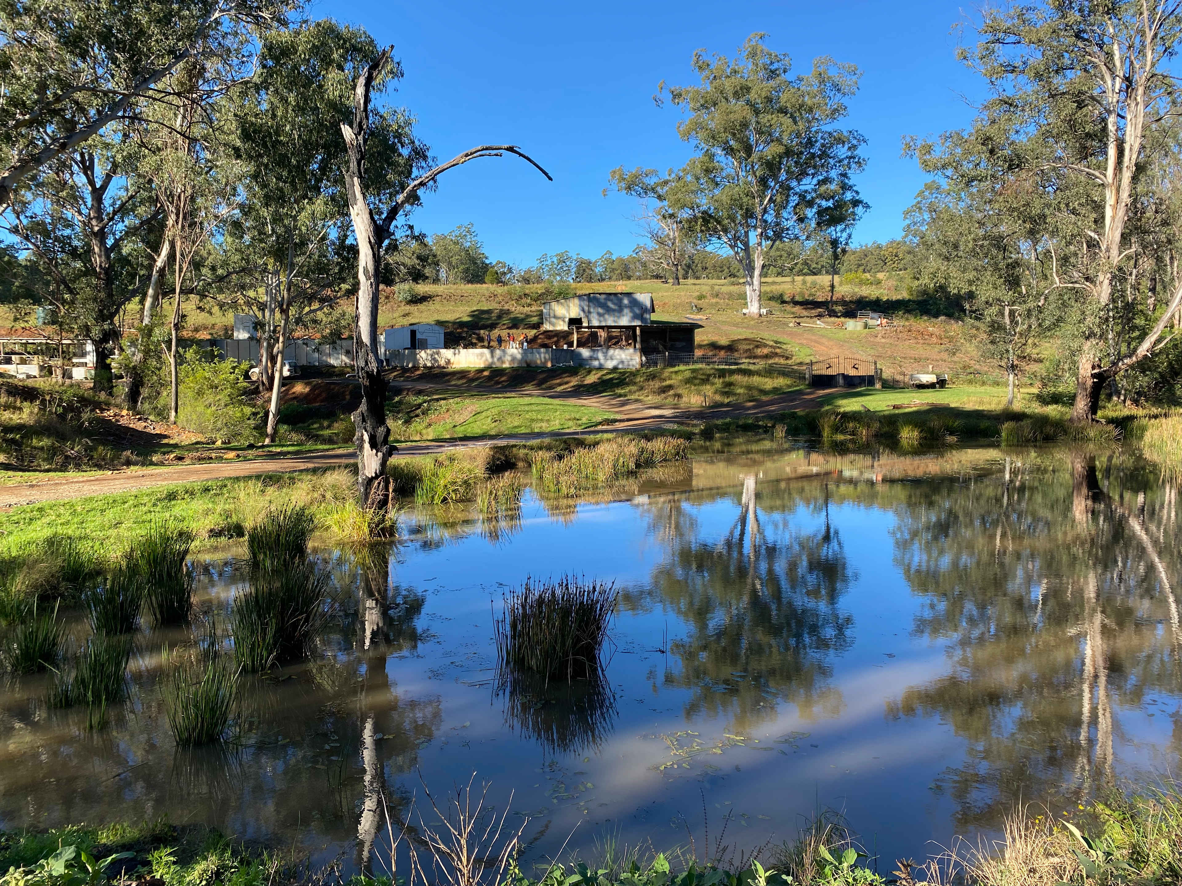 Bellbird corner looking out of tent
