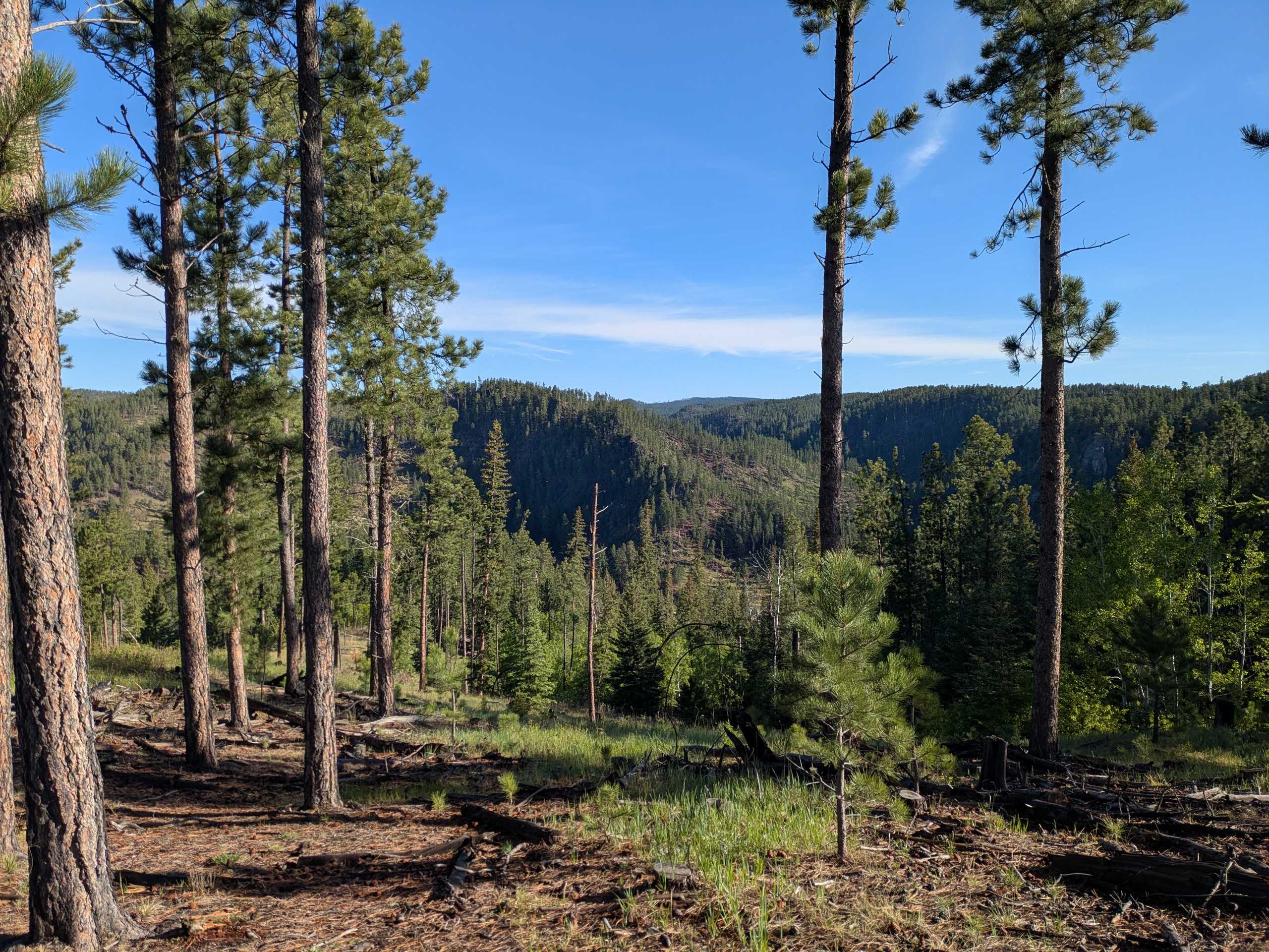 The Wilderness