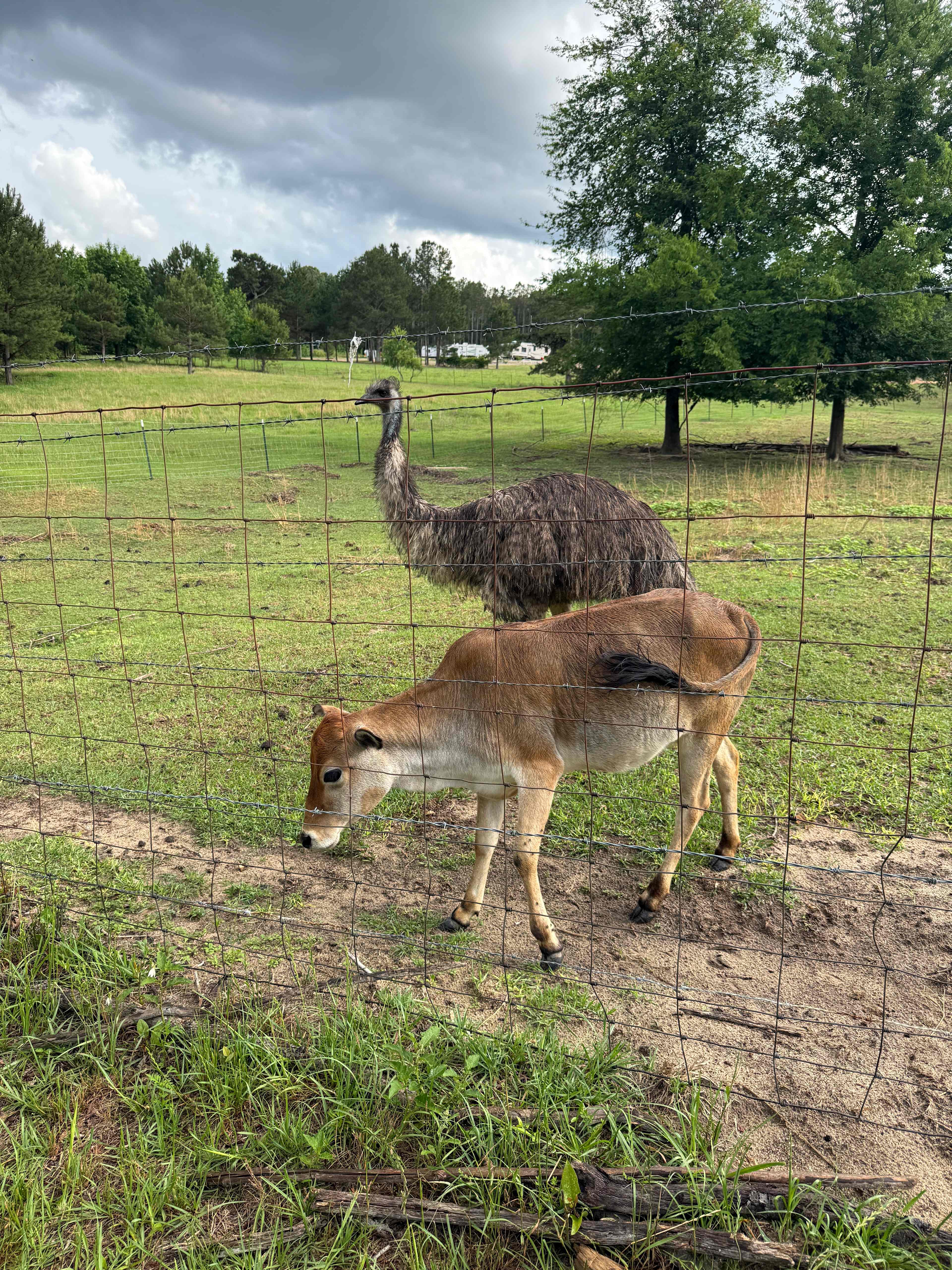 Some of the resident farm animals 