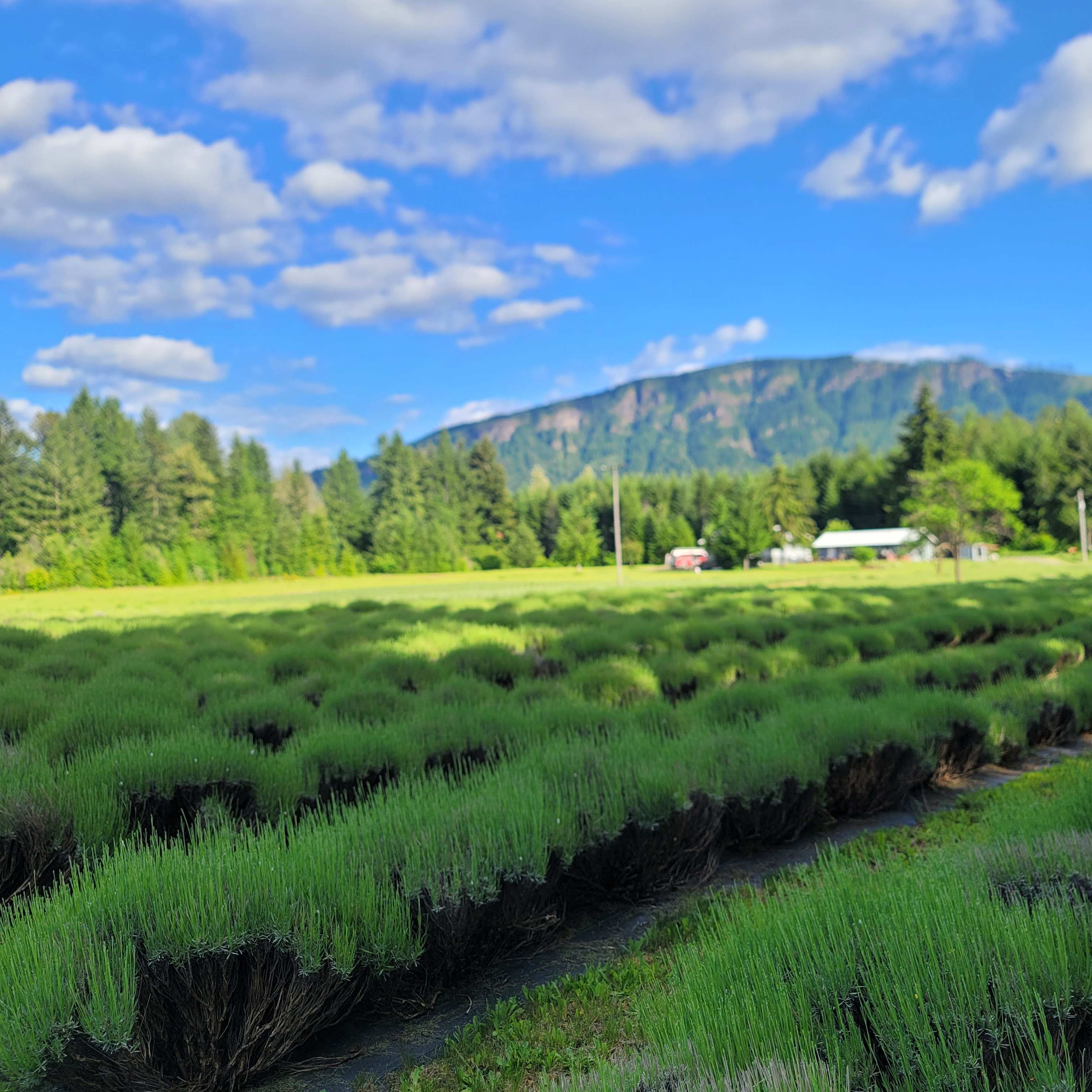 Mountain Lavender Escape
