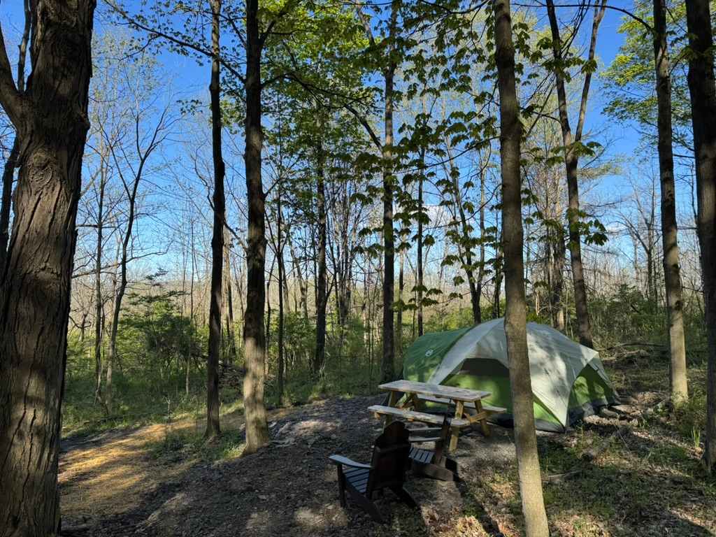 Picture of the site
