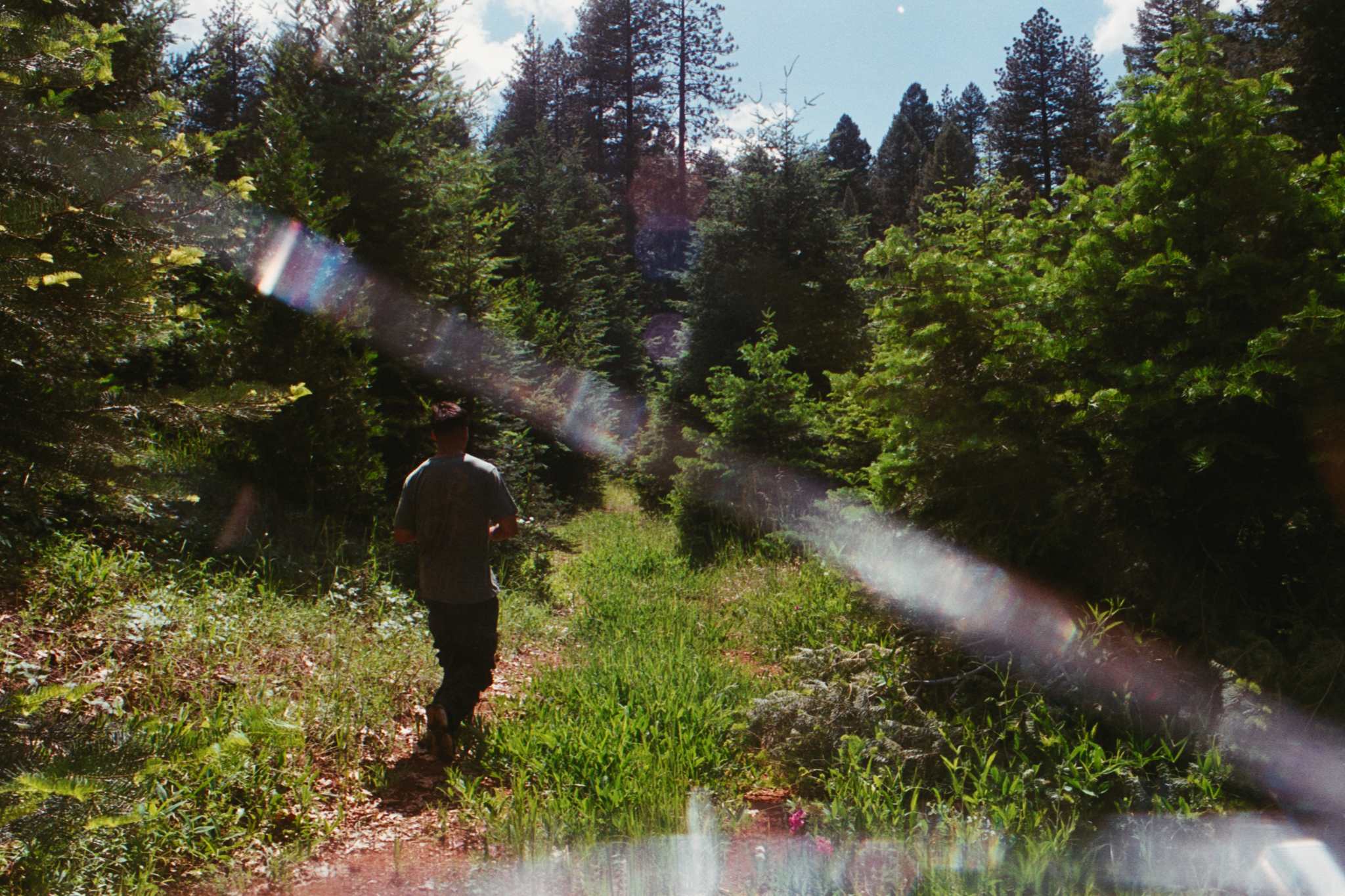 fir tree trail.