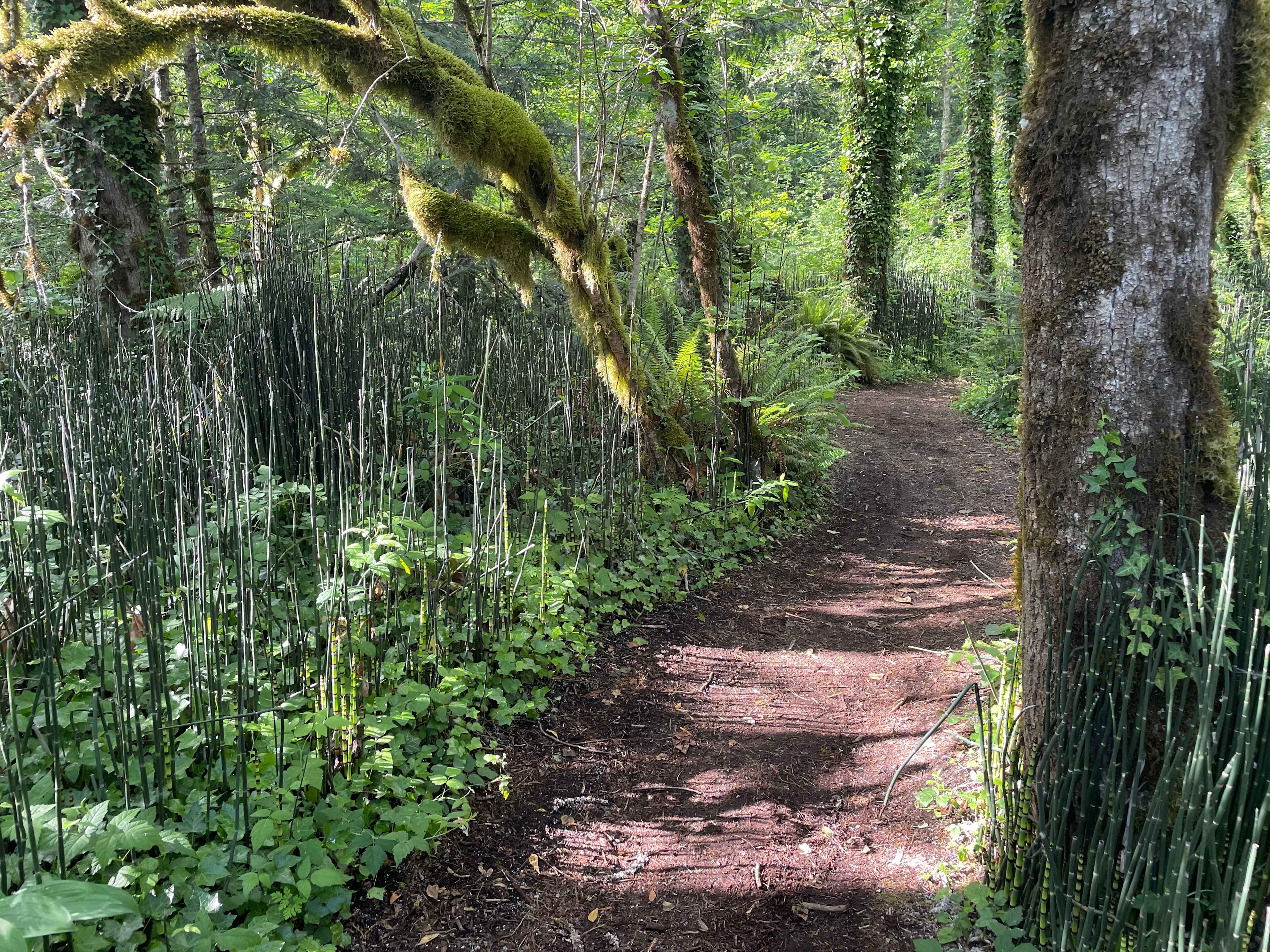 Mt. Hood Enchanted Forest