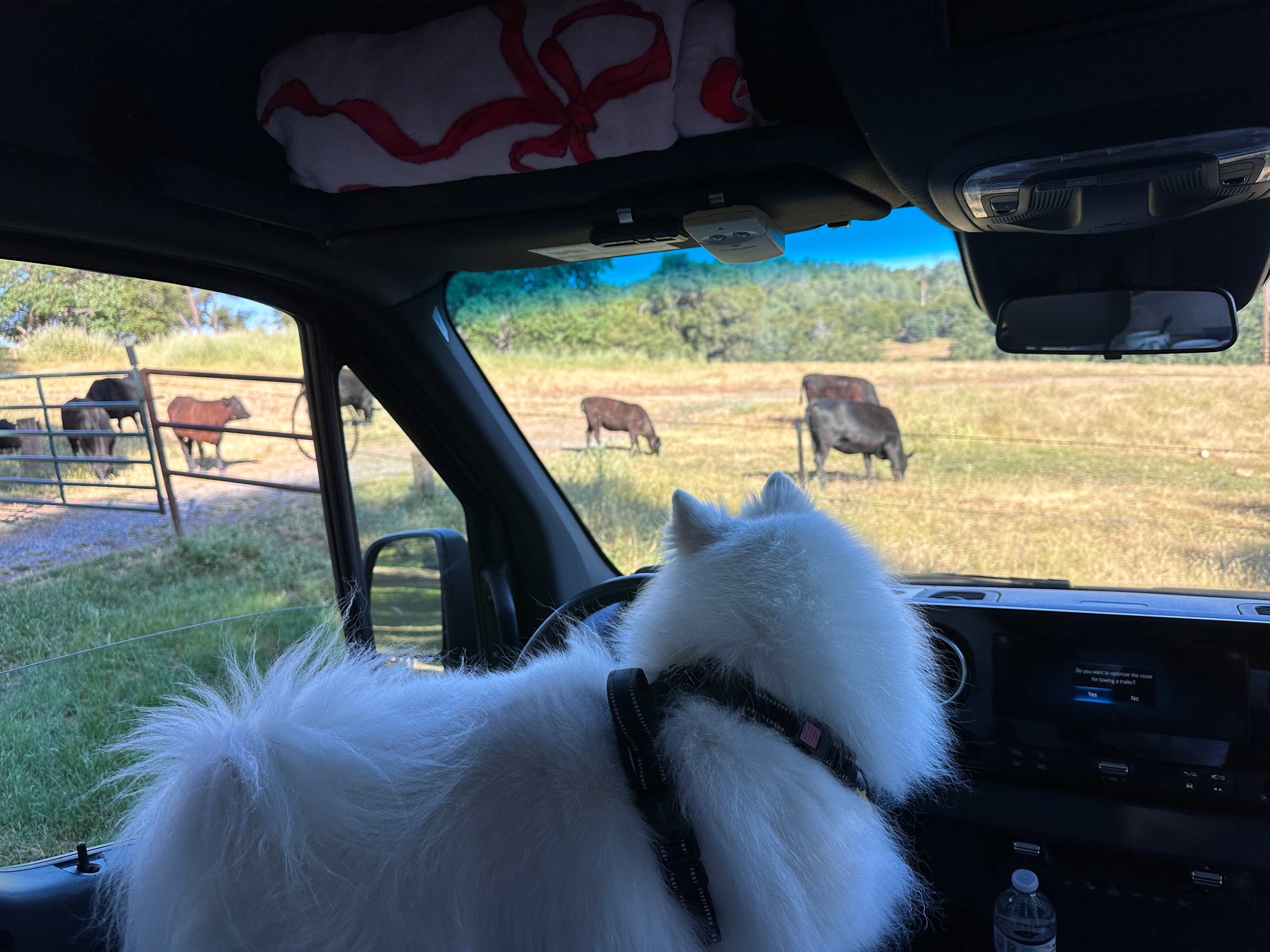 Mr. Finn’s front row seat for cow watching!