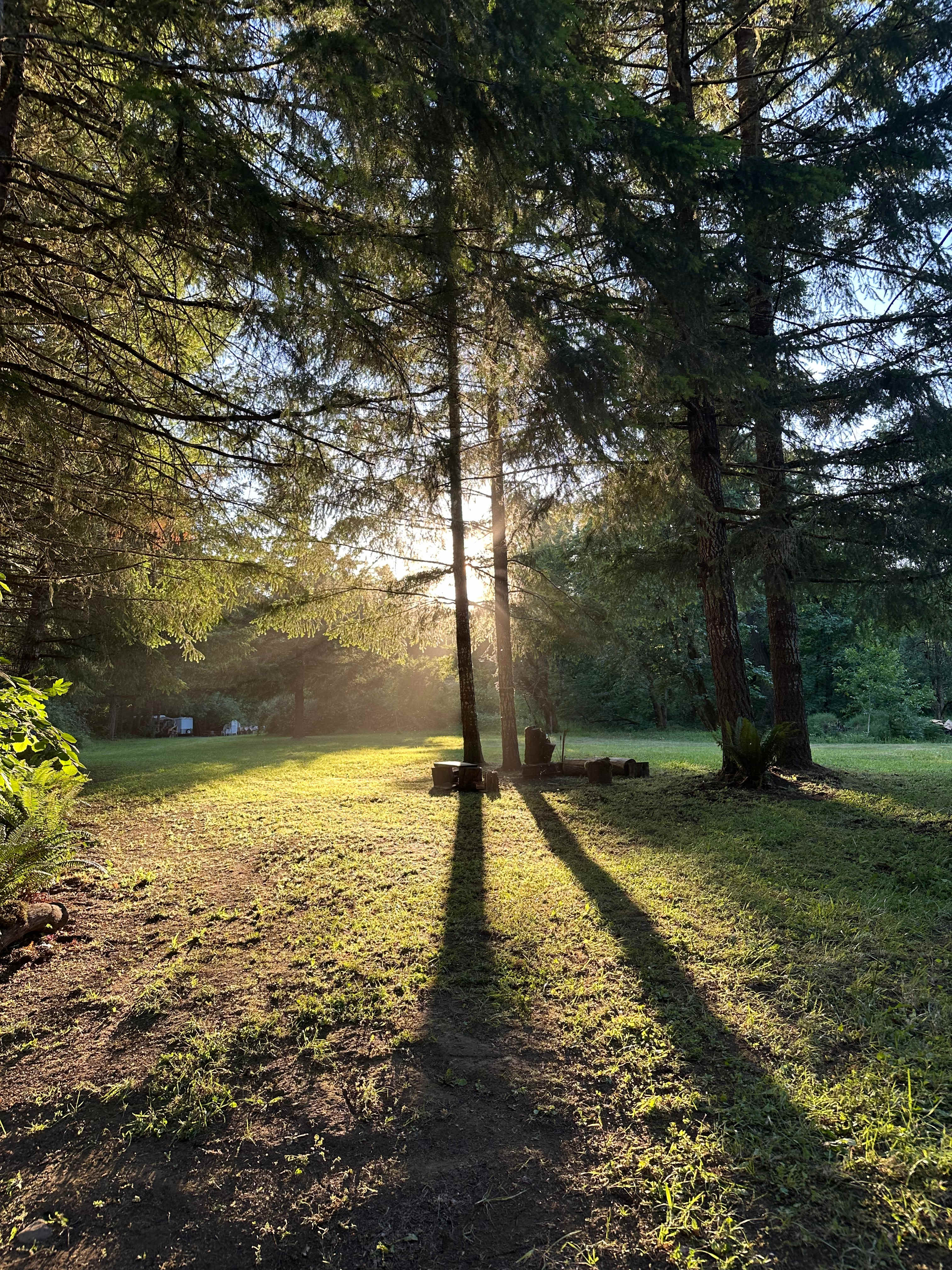 Beautiful Evening sunset thru the Tall Fir