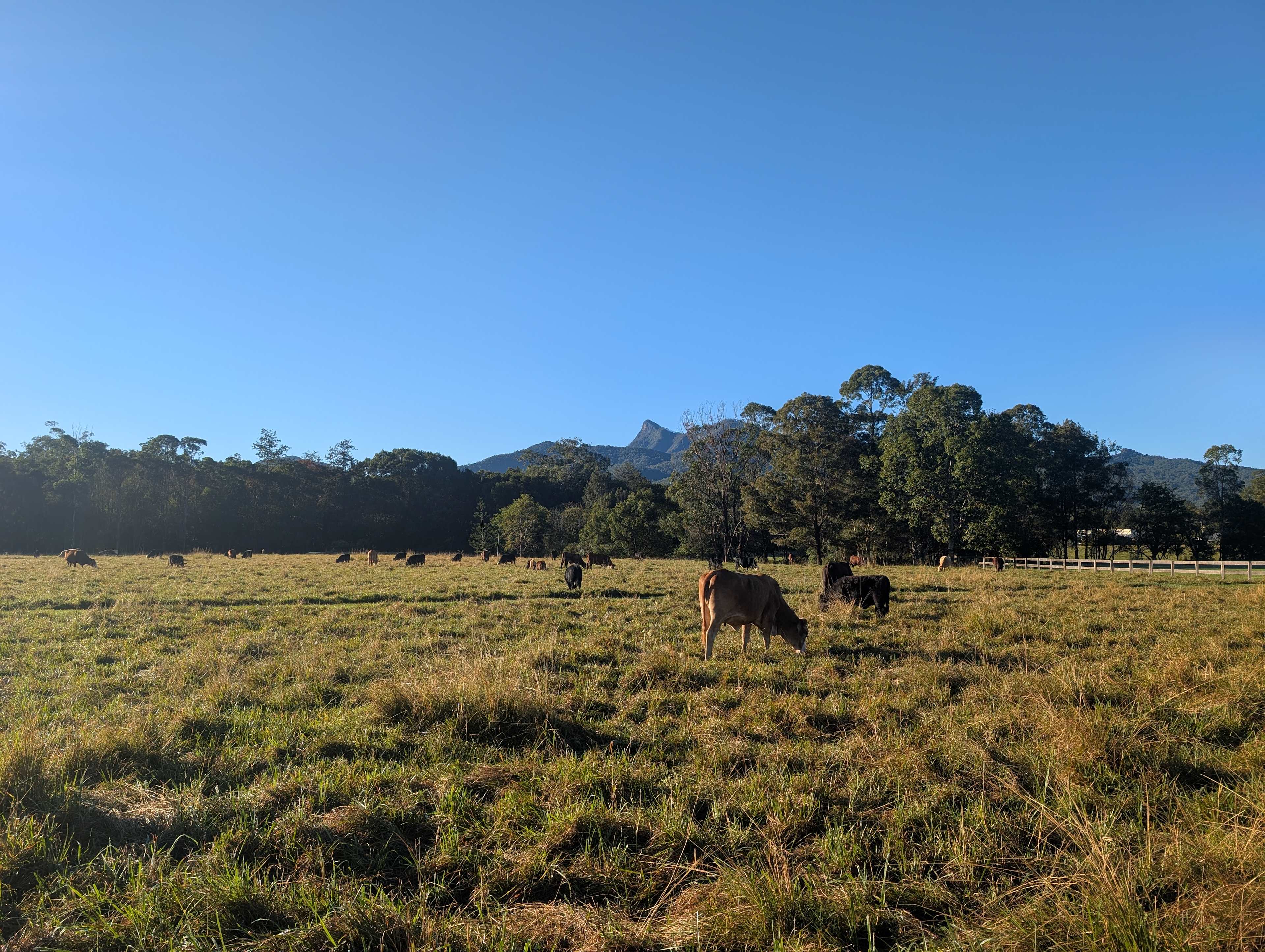 Tyalgum Reserve and Camp Ground