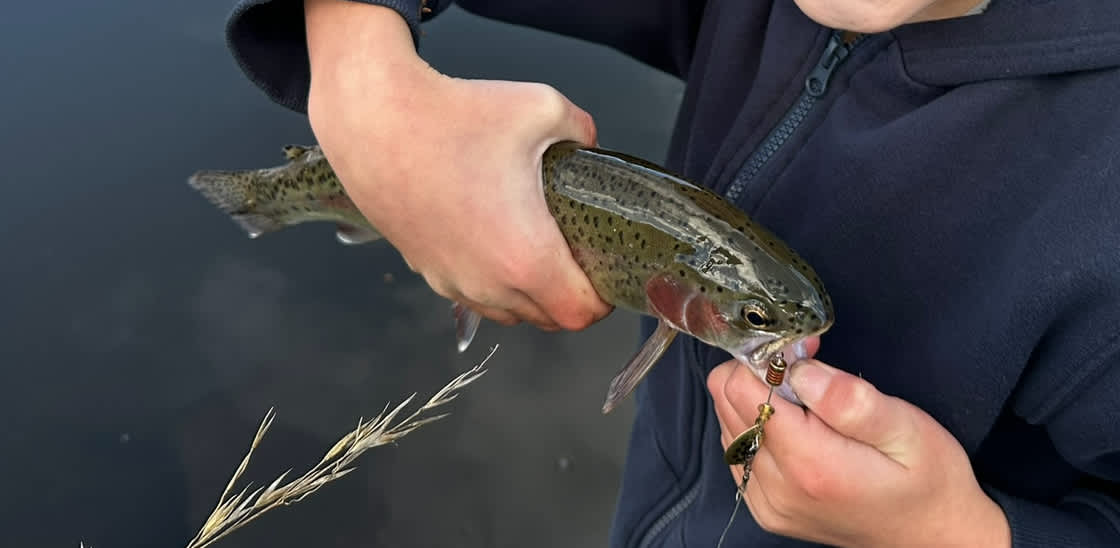 Rainbow trout