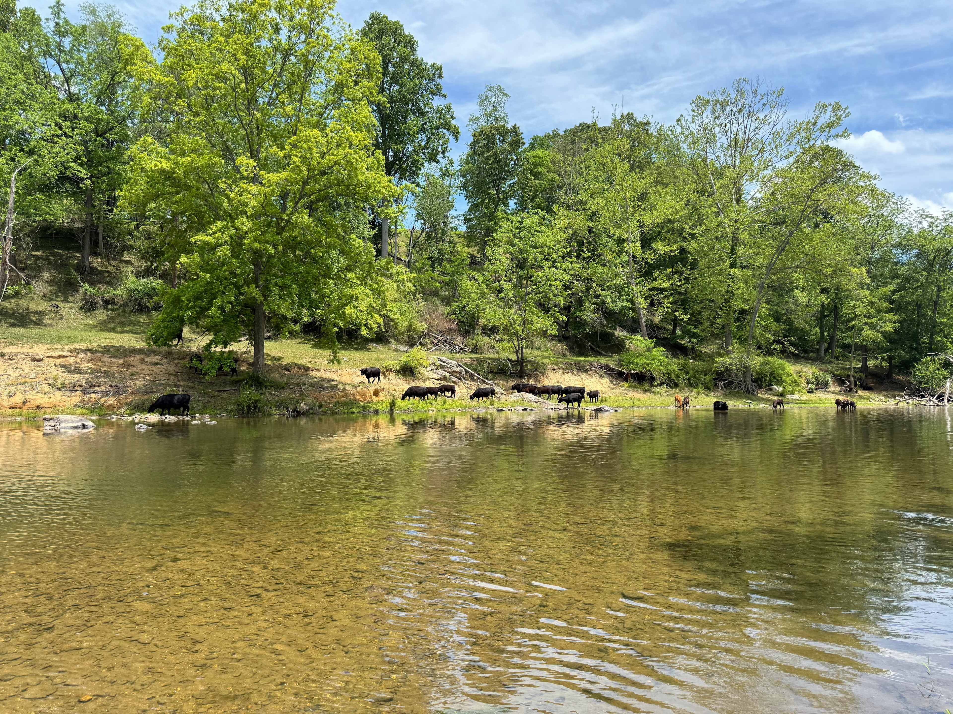 Smoky Mtn Mangalitsa River Ranch