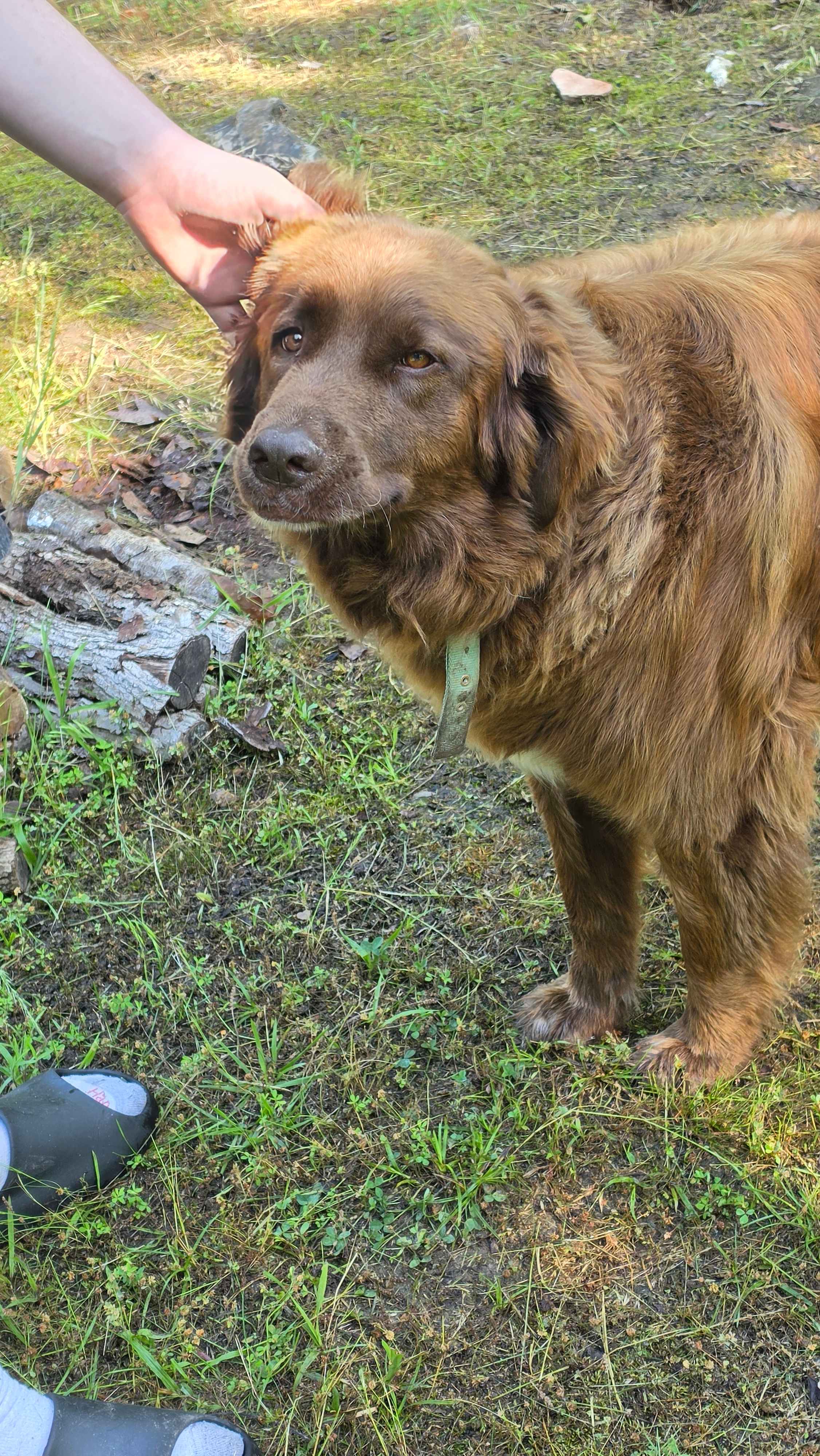 Bear