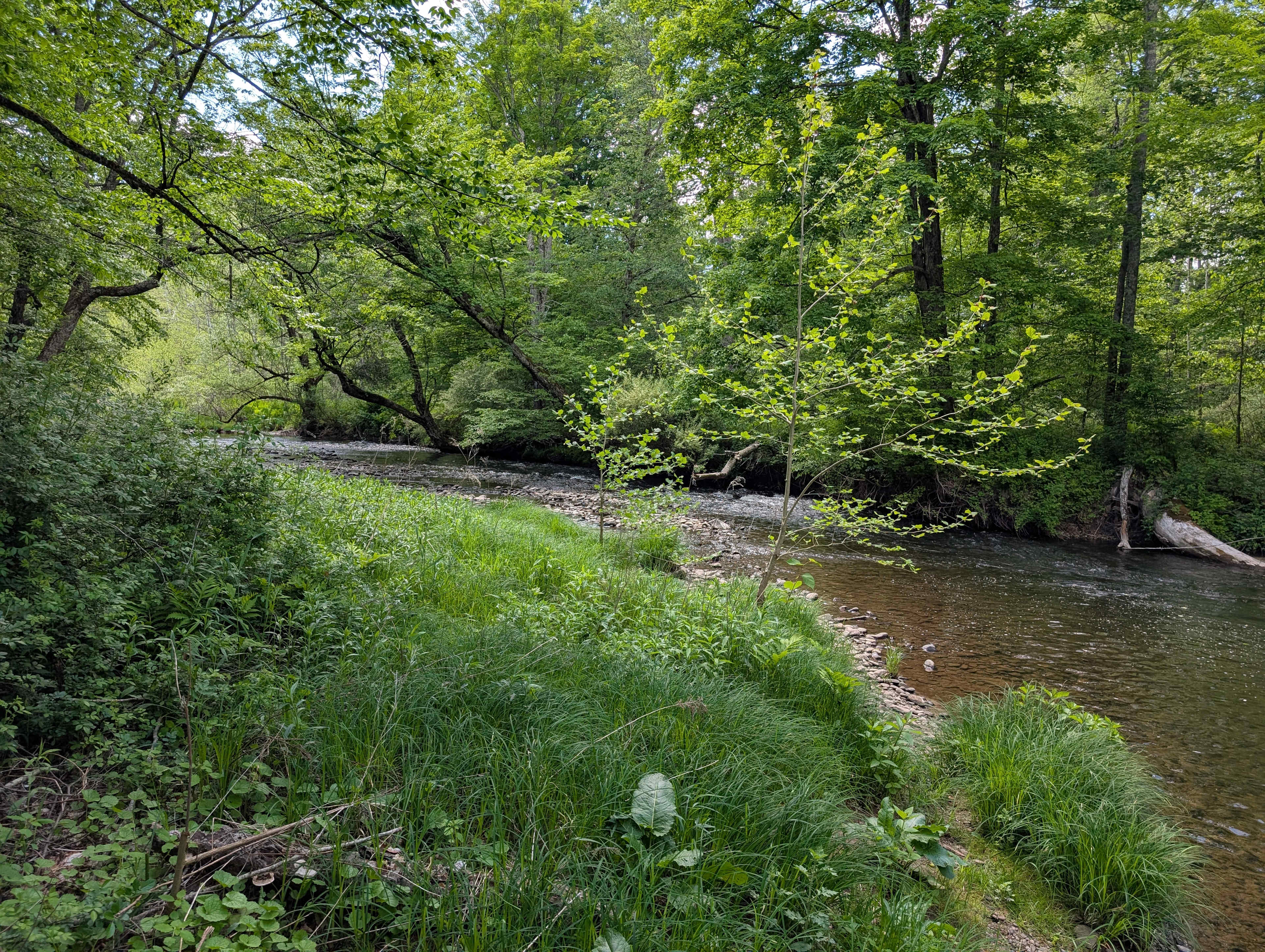 Camping along the Dyberry Creek