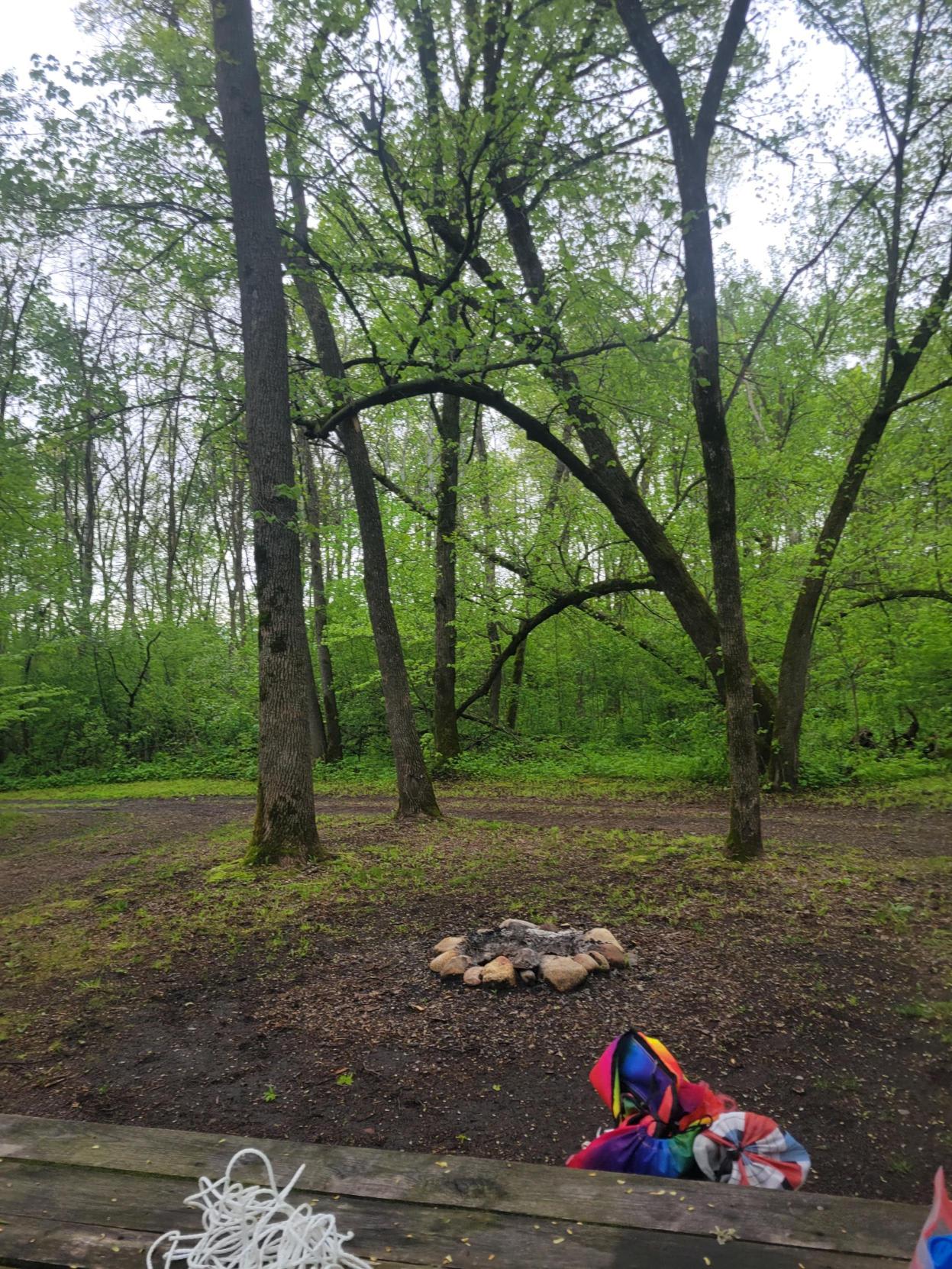 The Woods