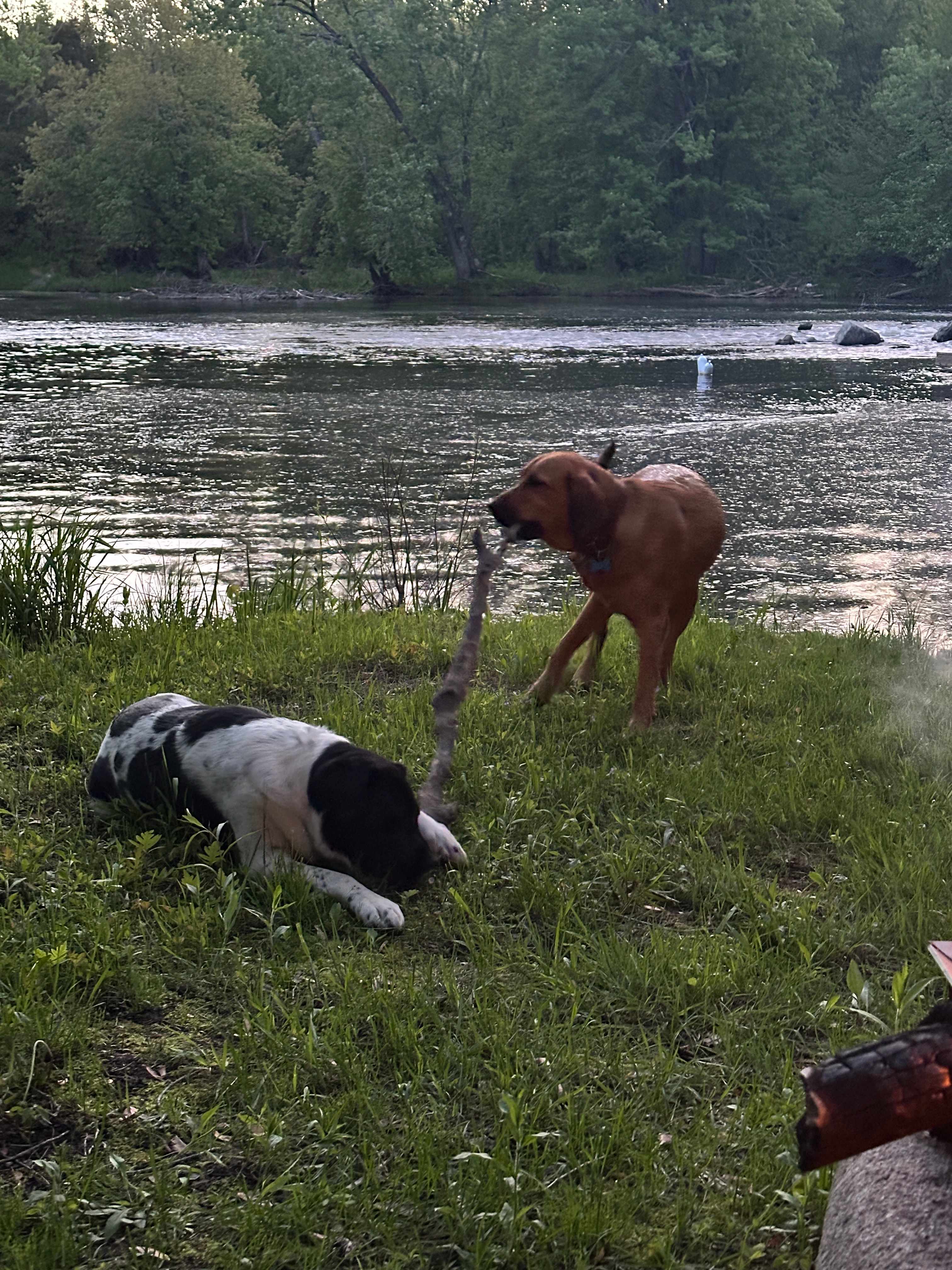 Two dogs sharing a stick