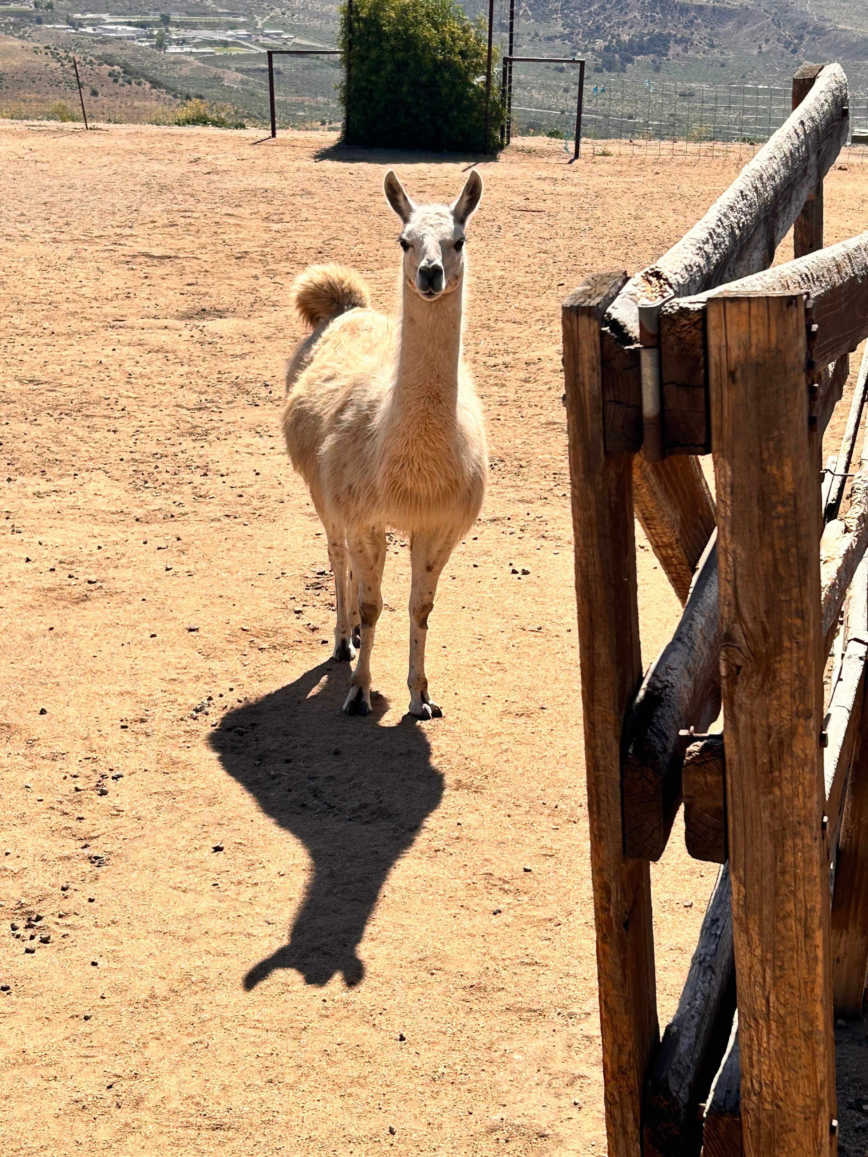 Lone Juniper Ranch